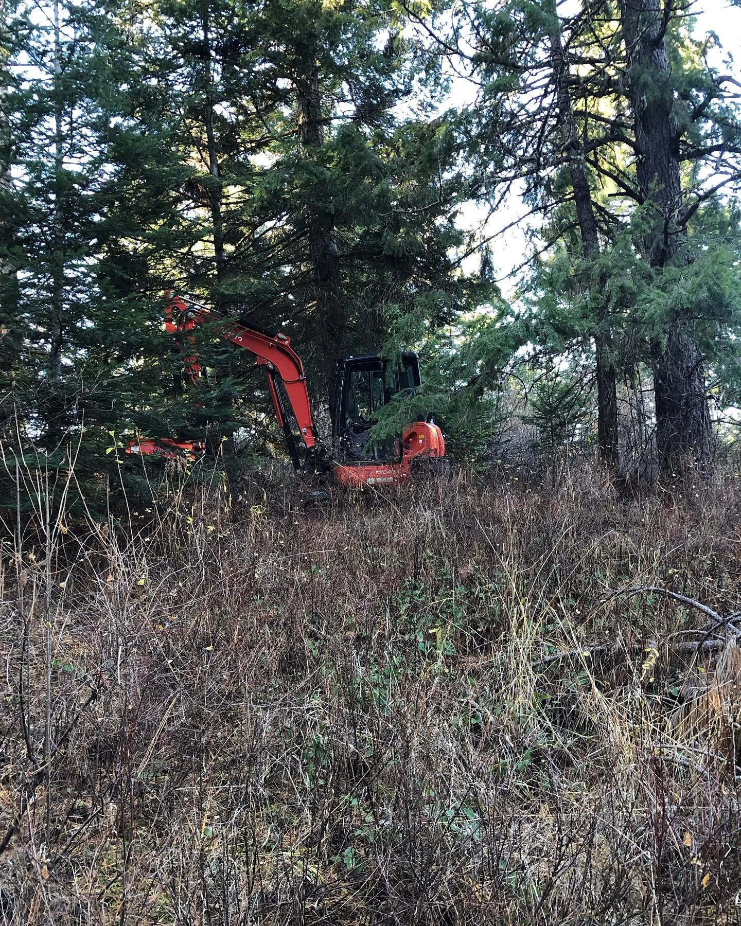 An excavator with a flail mower building a trail through thick pin cheries and hawthorns.