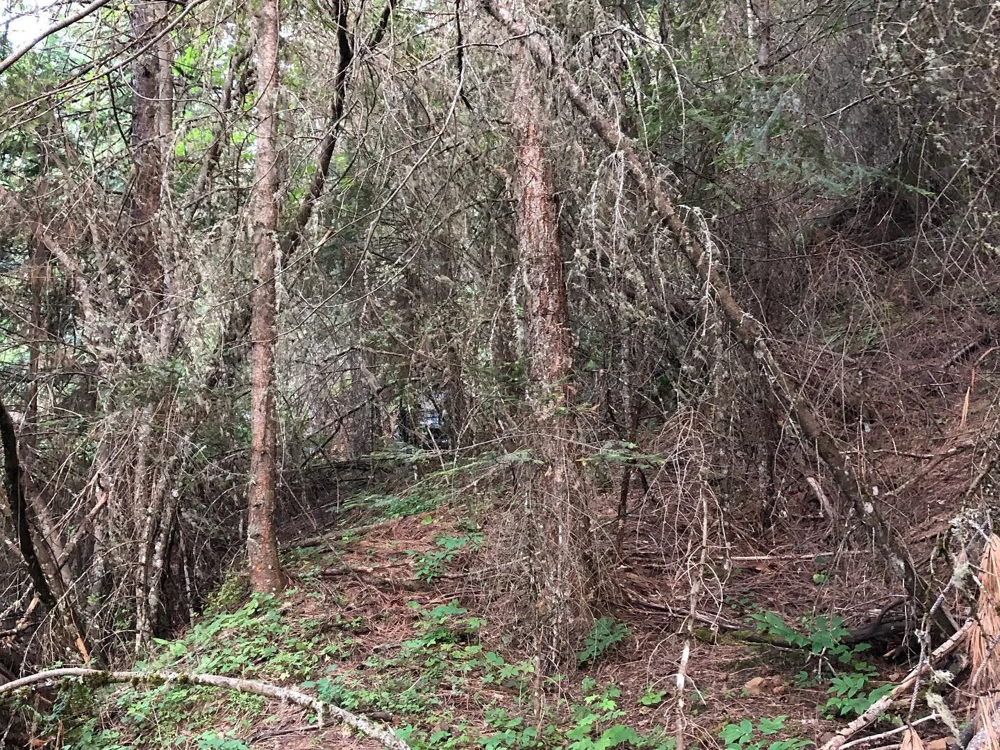 A before photo of dense forest where a trail will be built.