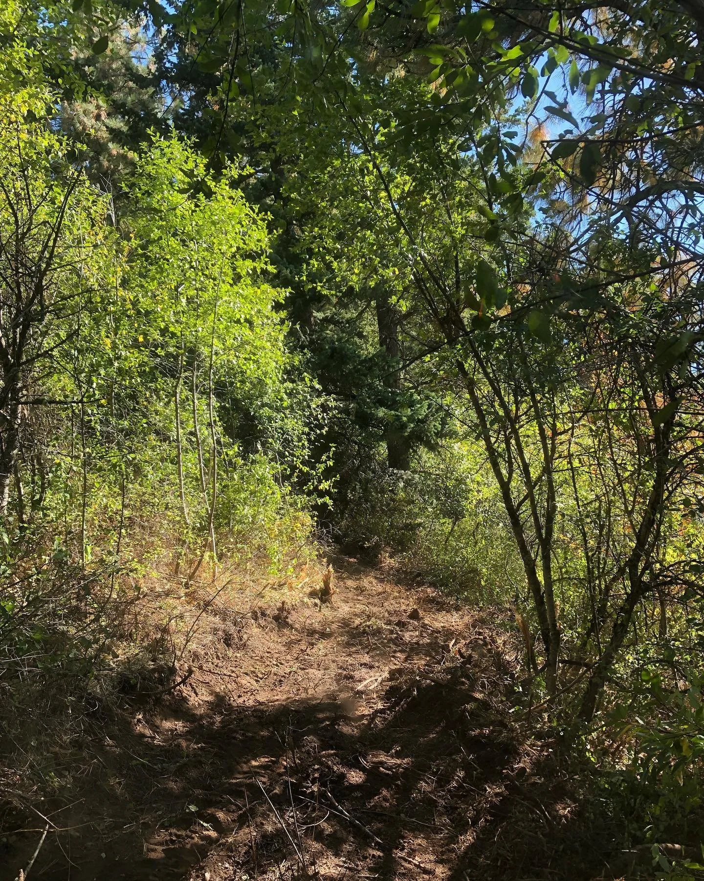 A narrow dirt trail through a dense forest with green foliage and sunlight filtering through the trees.