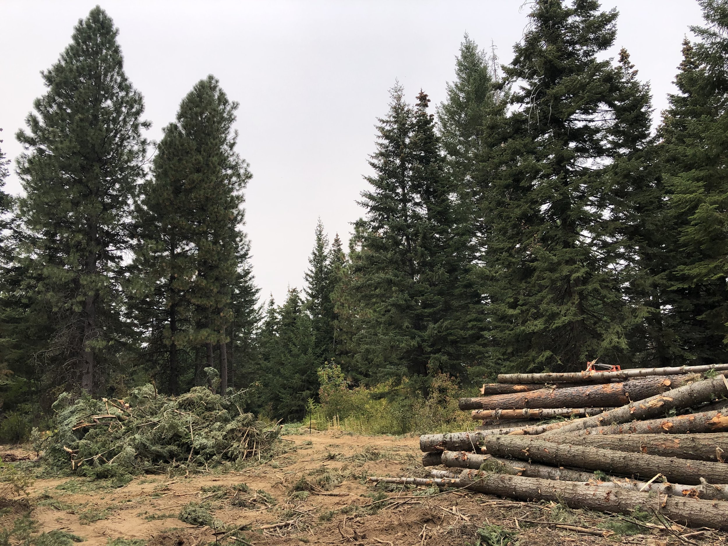 A cleared building site with logs separated from a slash burn pile.