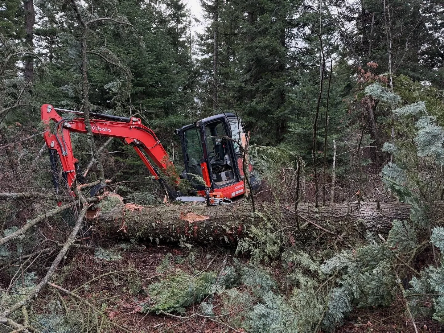 A Kubota mini excavator salvaging large, downed trees during storm cleanup.