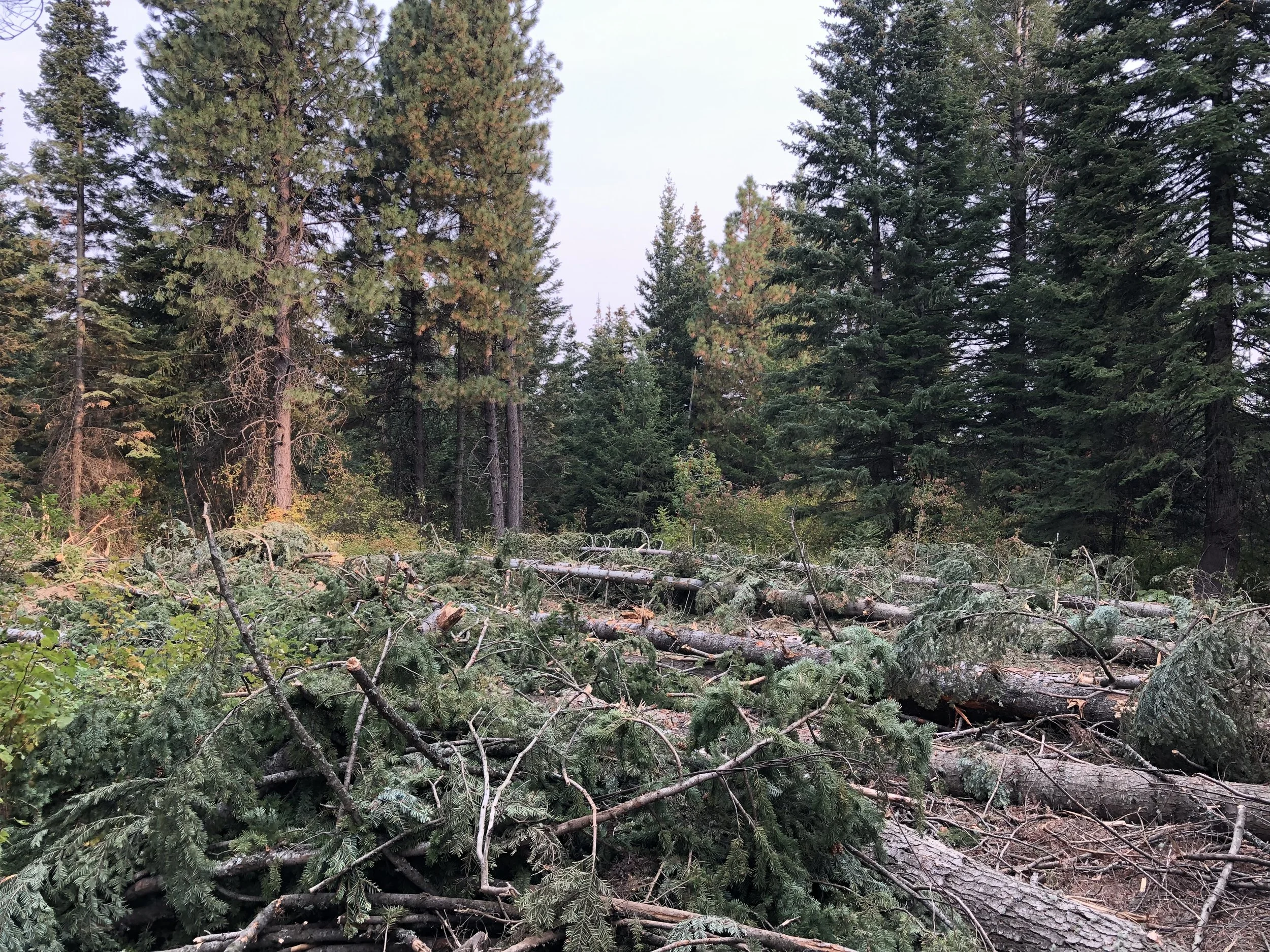 Clearing a building site of large pine trees and fir trees.