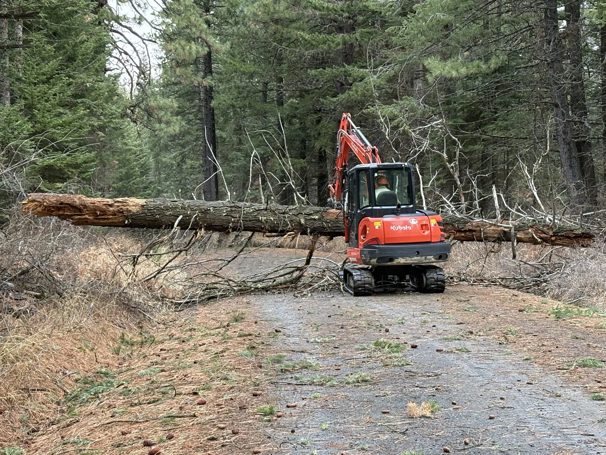 Storm cleanup.  Using excavator to remove a large downed tree.