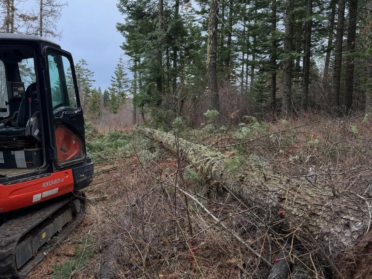 A small excavator clearing fallen trees in a forested area.