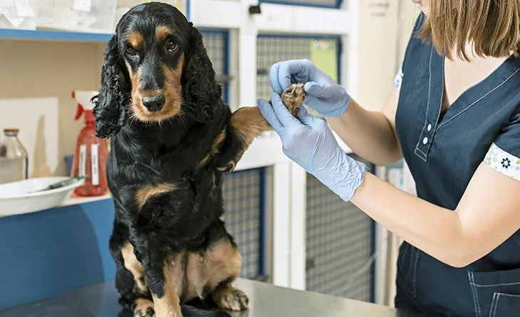 ENFERMEDADES y URGENCIAS