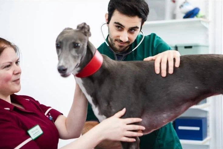 CONSULTAS y DIAGNÓSTICOS