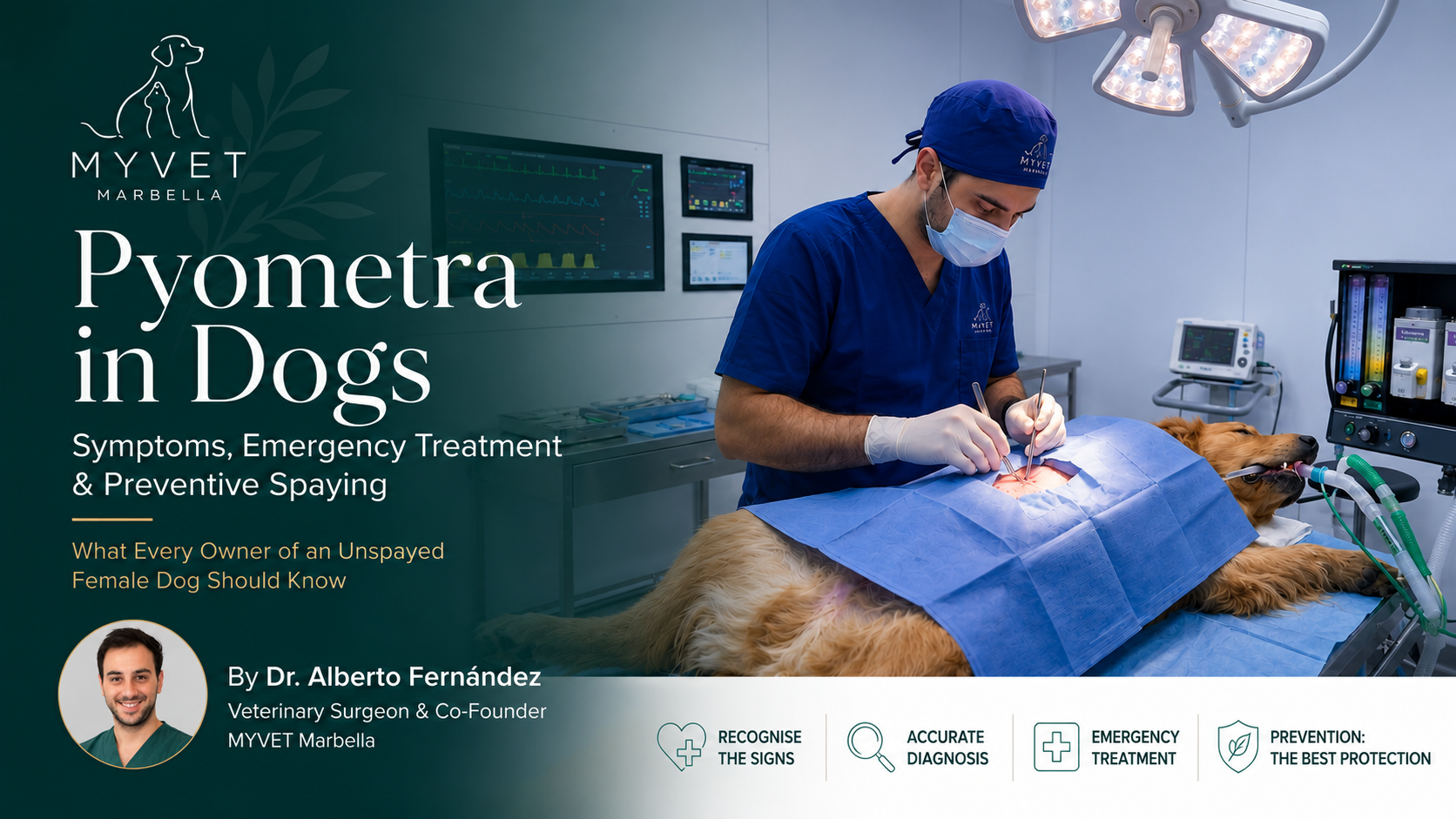 Alberto Fernández, veterinary surgeon at MYVET Marbella, examining an unspayed female dog for pyometra prevention
