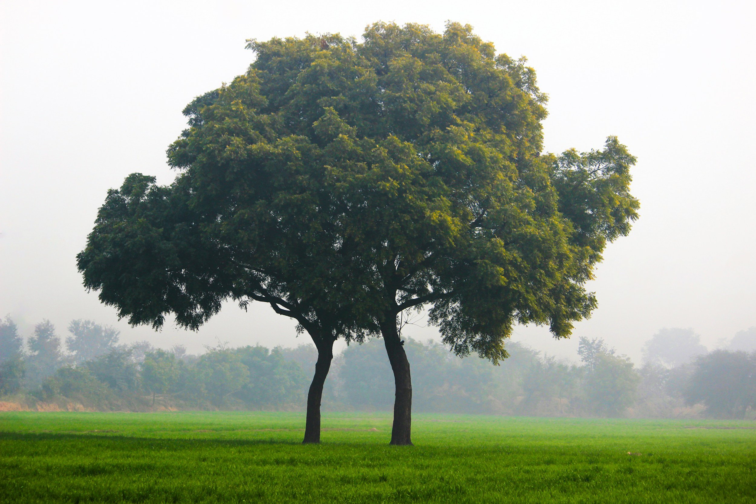 A solitary tree with green leaves standing on a grassy field with a misty background.