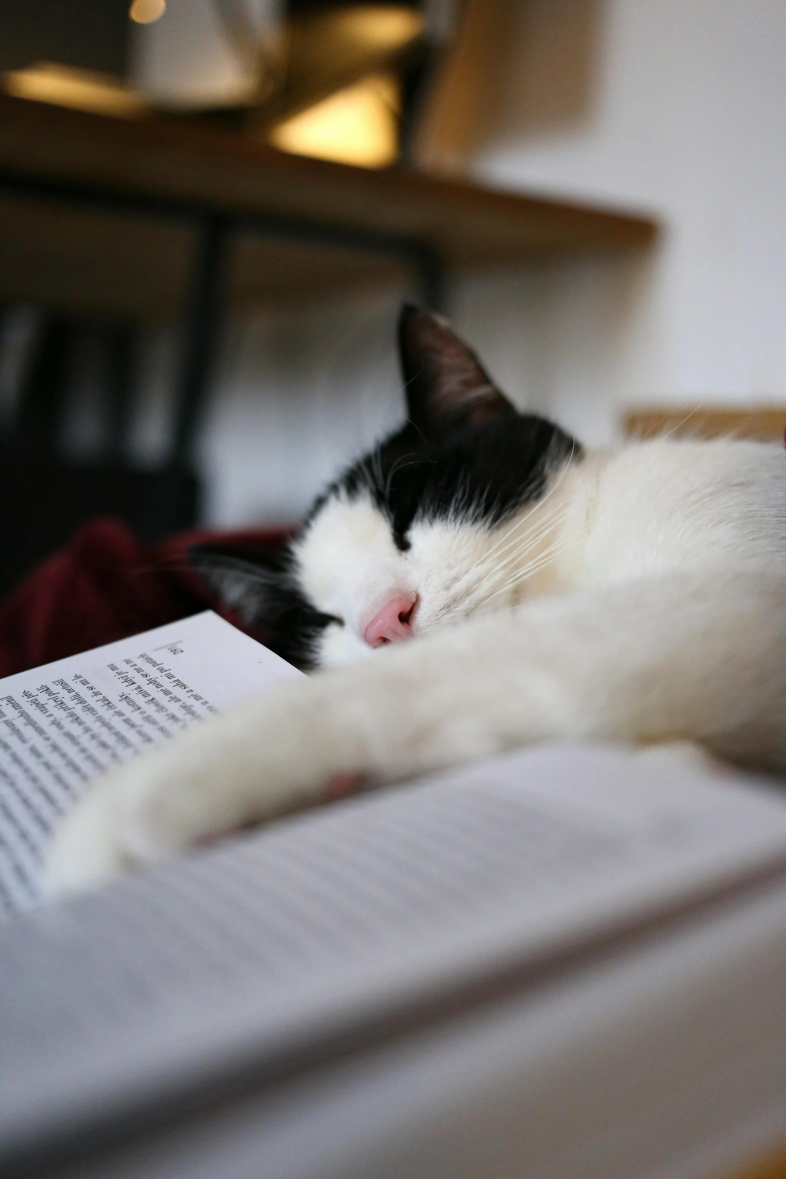 A black and white cat sleeping peacefully on an open book, one paw resting between its pages.