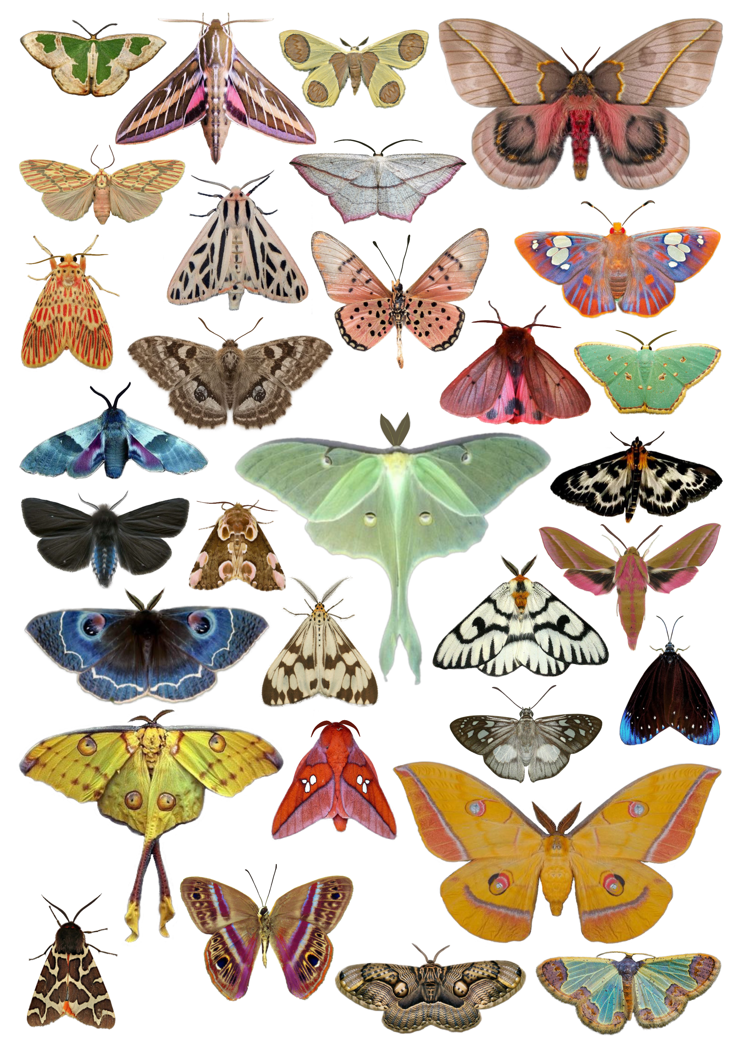 Moth Waterslide Decals