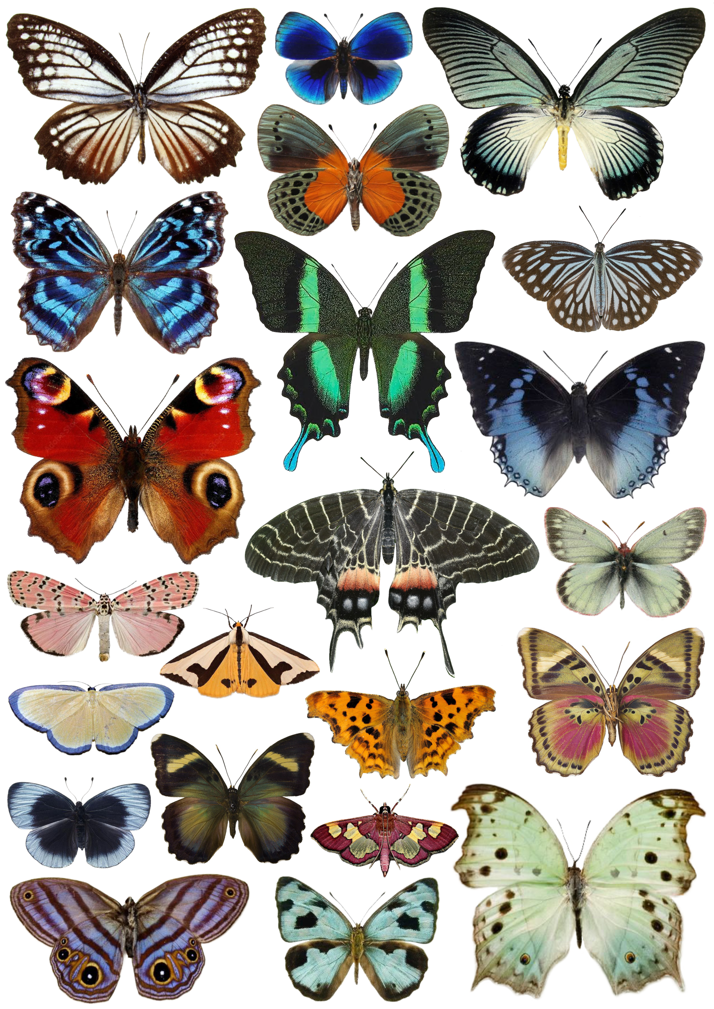 Large Butterfly Waterslide Decals