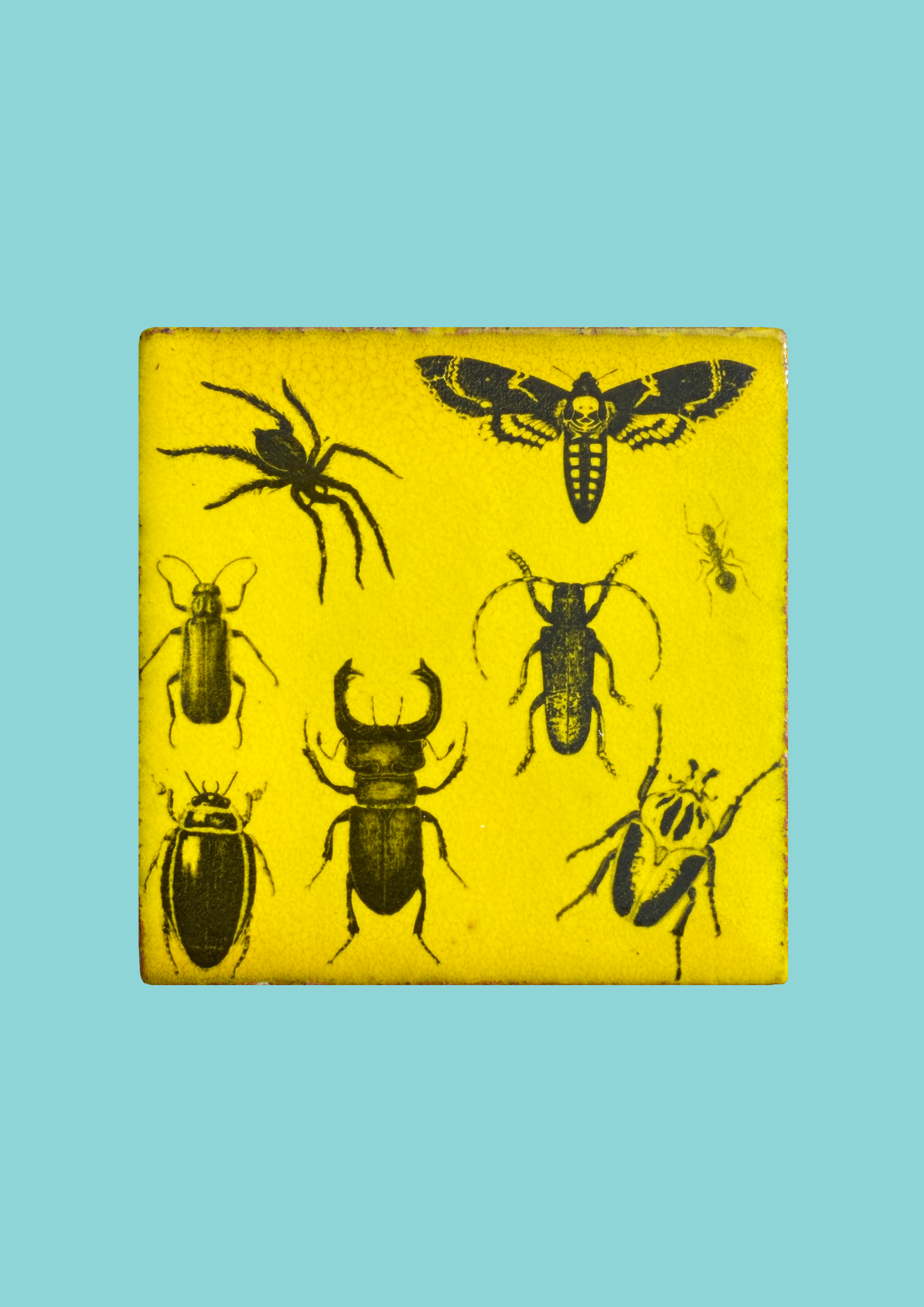 vintage.insect.example.png