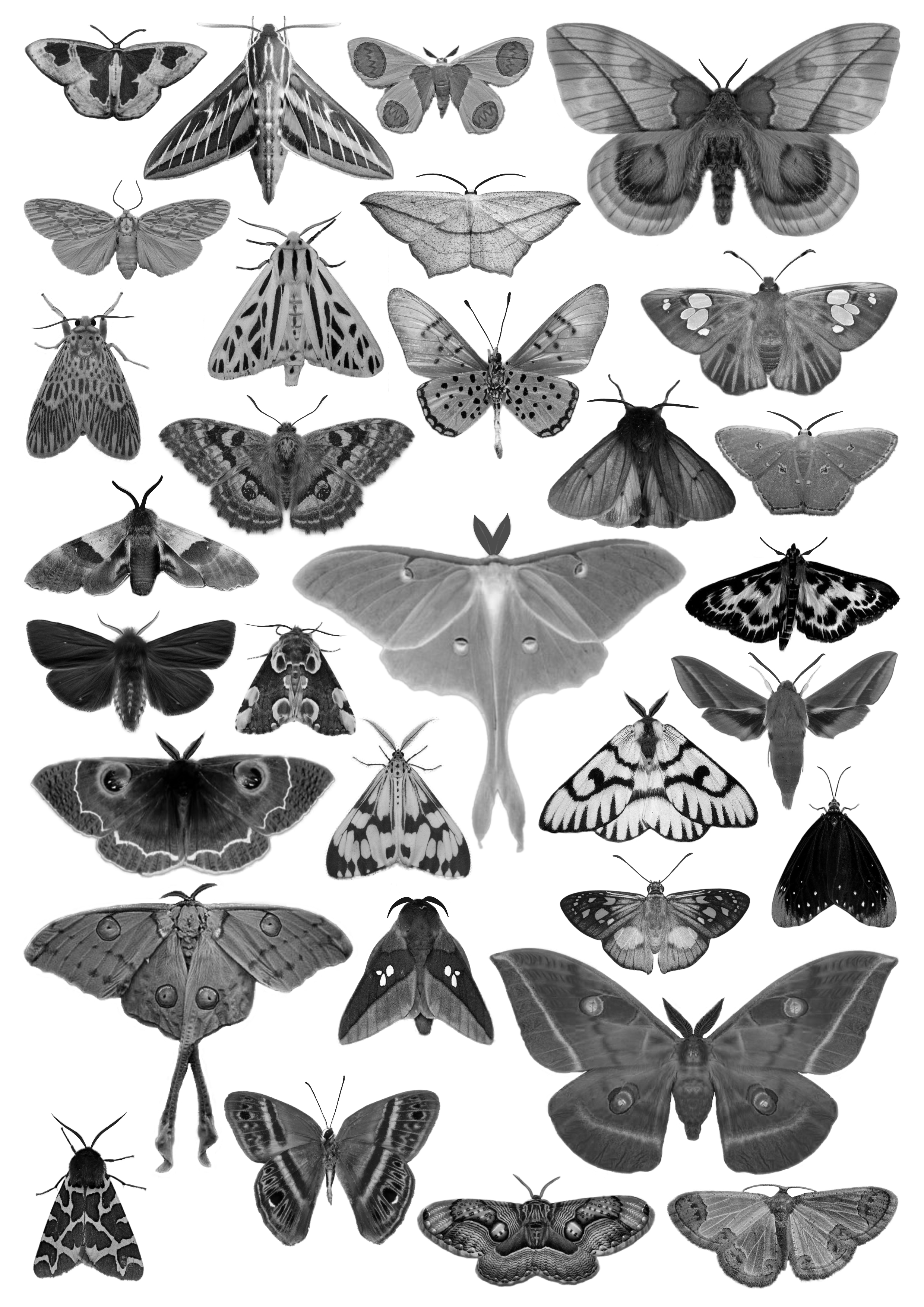 Moth Waterslide Decals