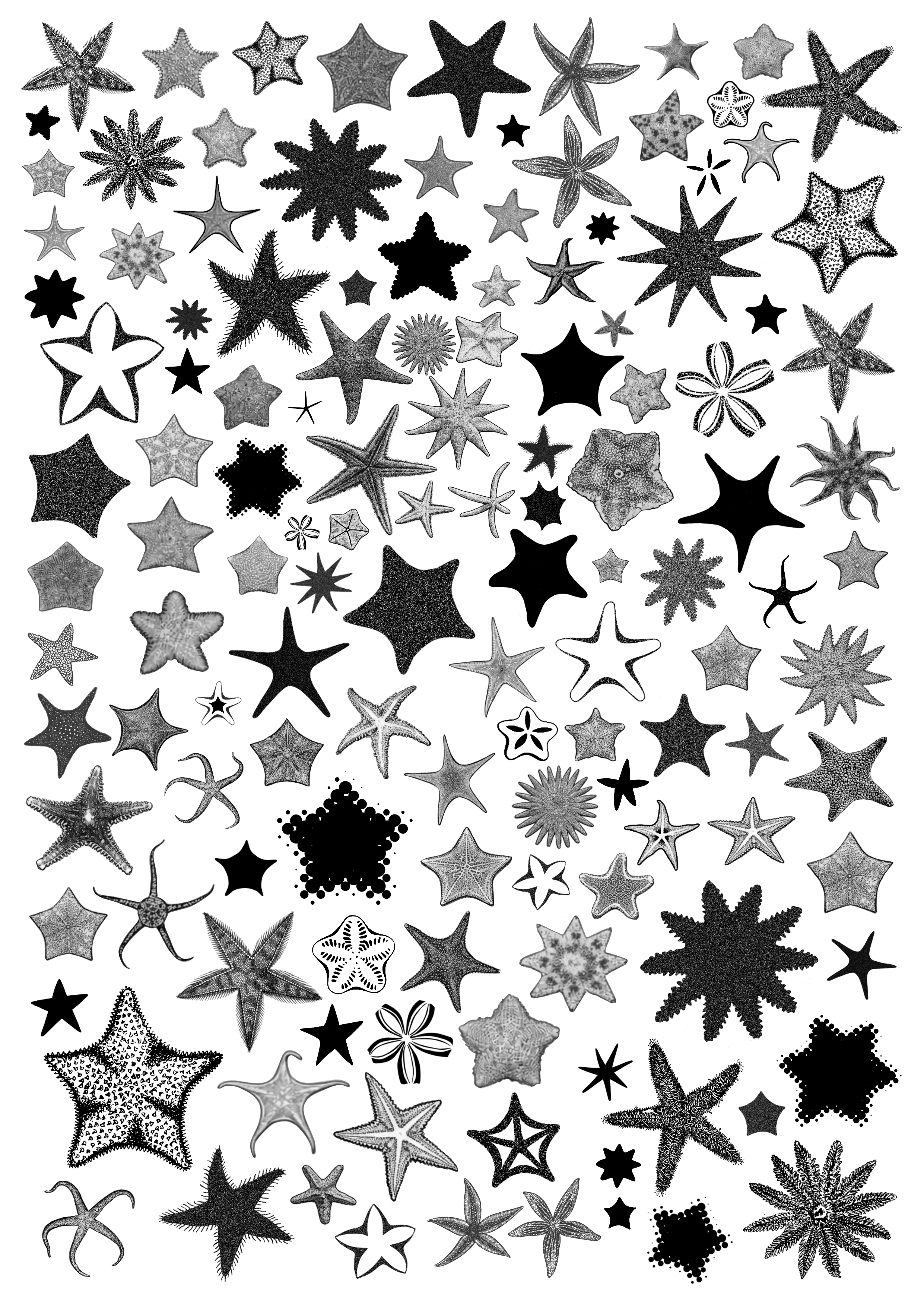 Seastar Waterslide Decals