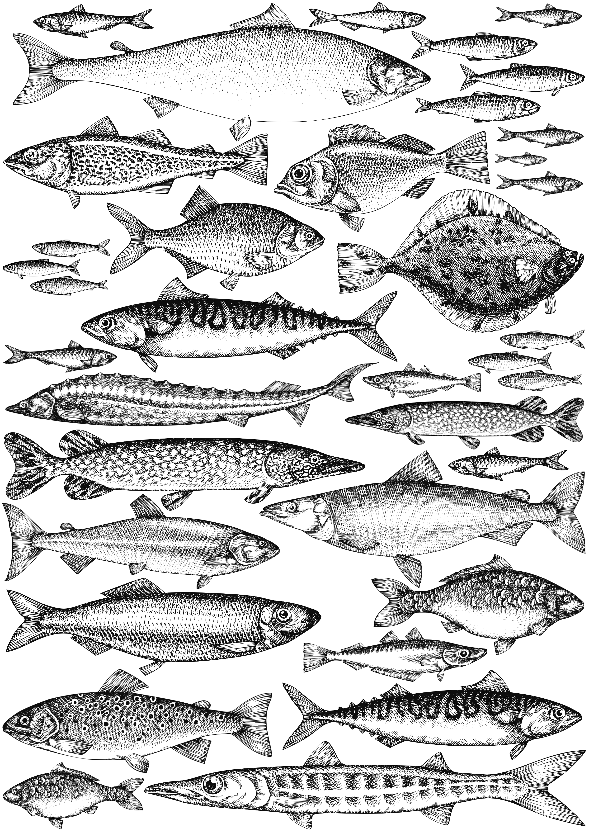 Hand-Drawn Fish Decals