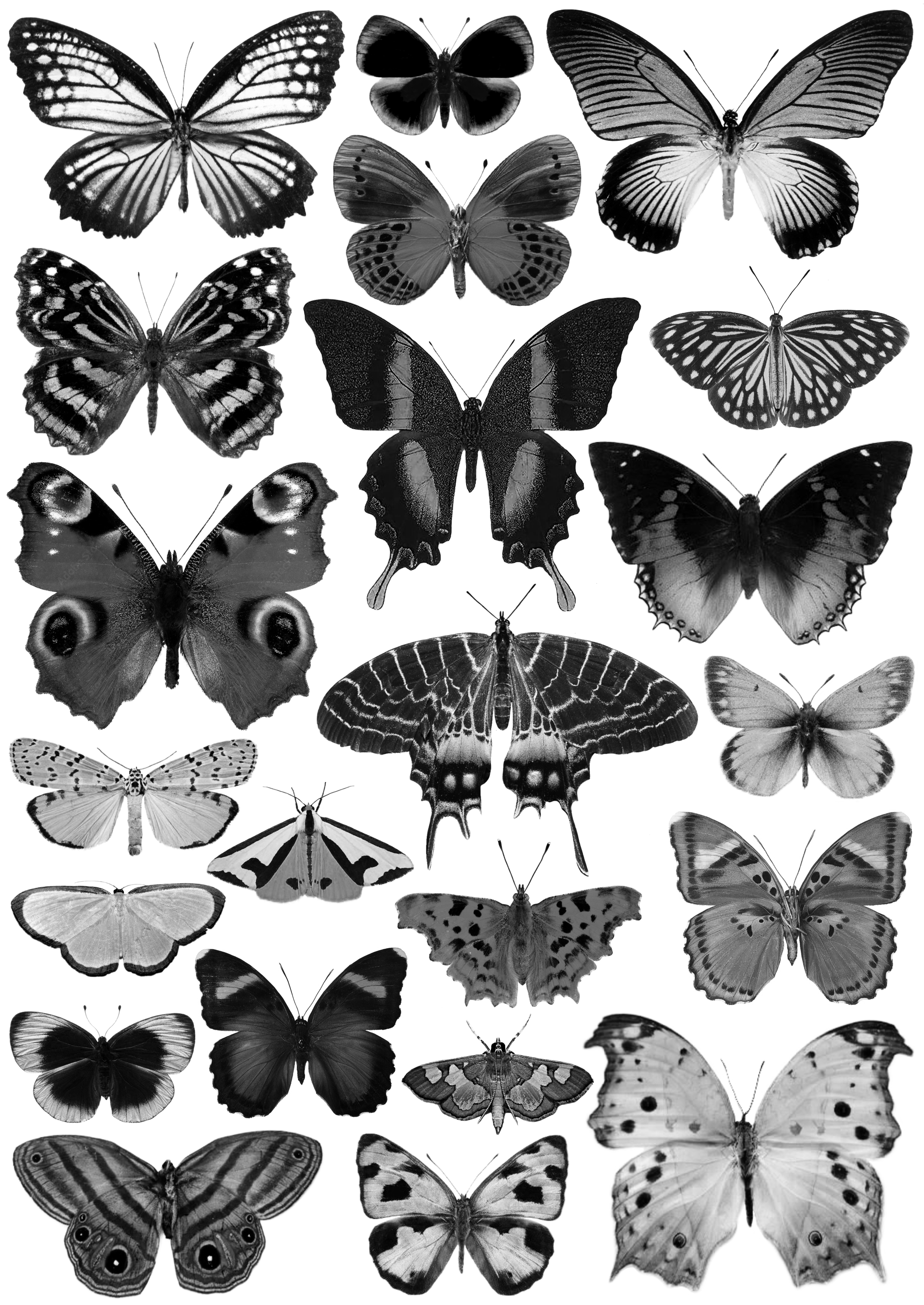 Large Black & White Butterfly Waterslide Decals