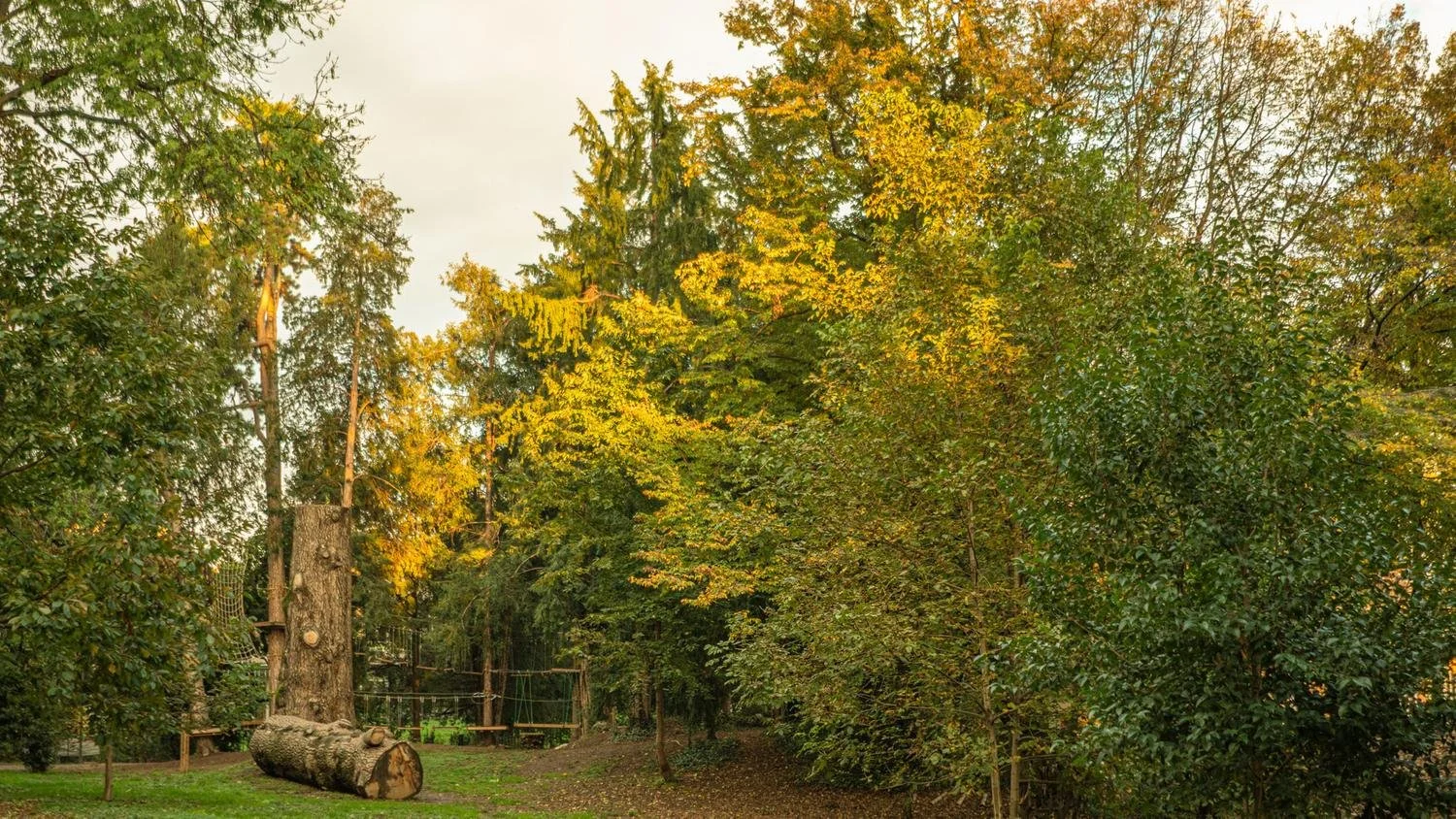 Paesaggio autunnale con alberi dalle foglie verdi e gialle e un tronco di albero tagliato nel prato.