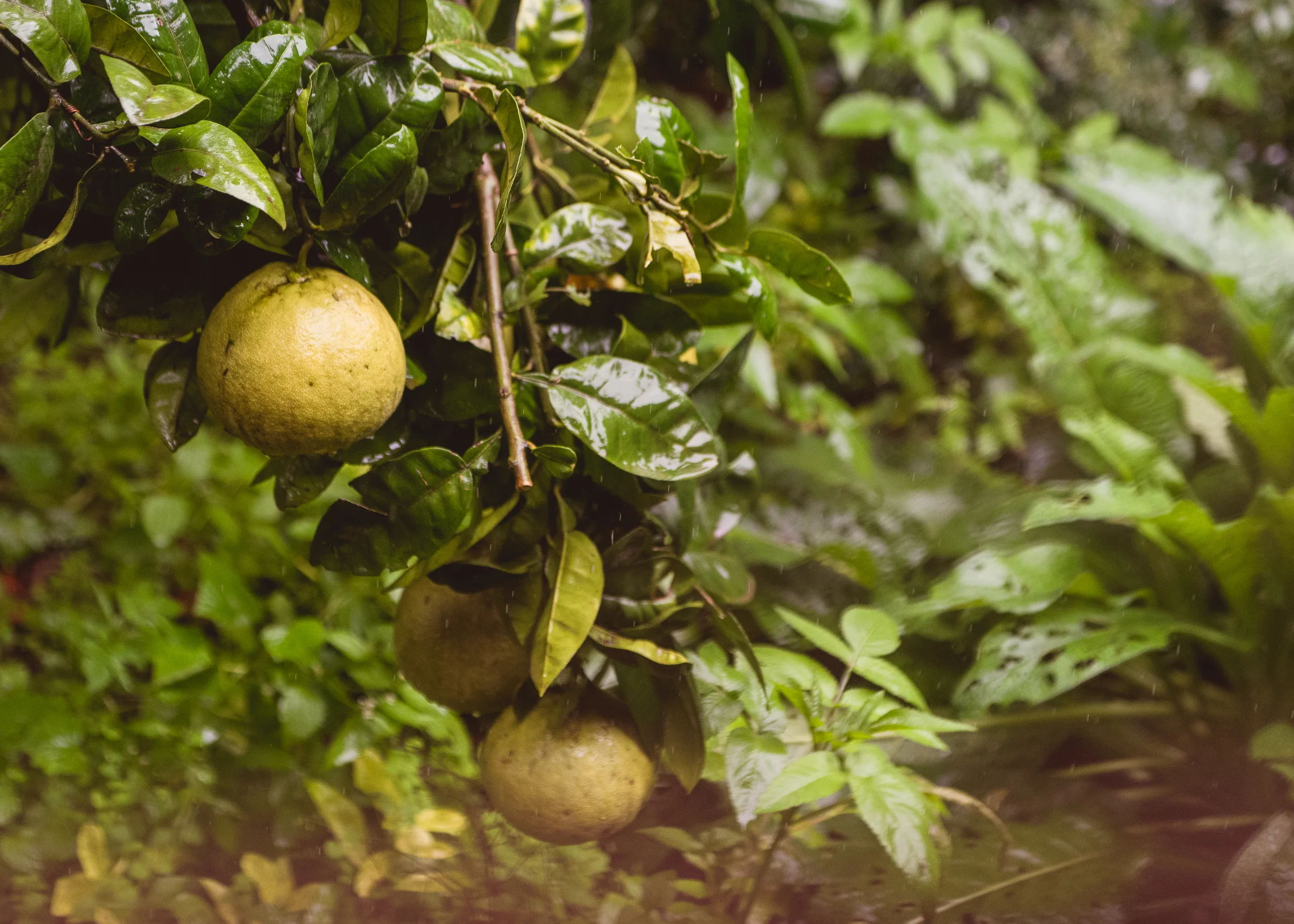 Photograph- Streamers-0844.jpg