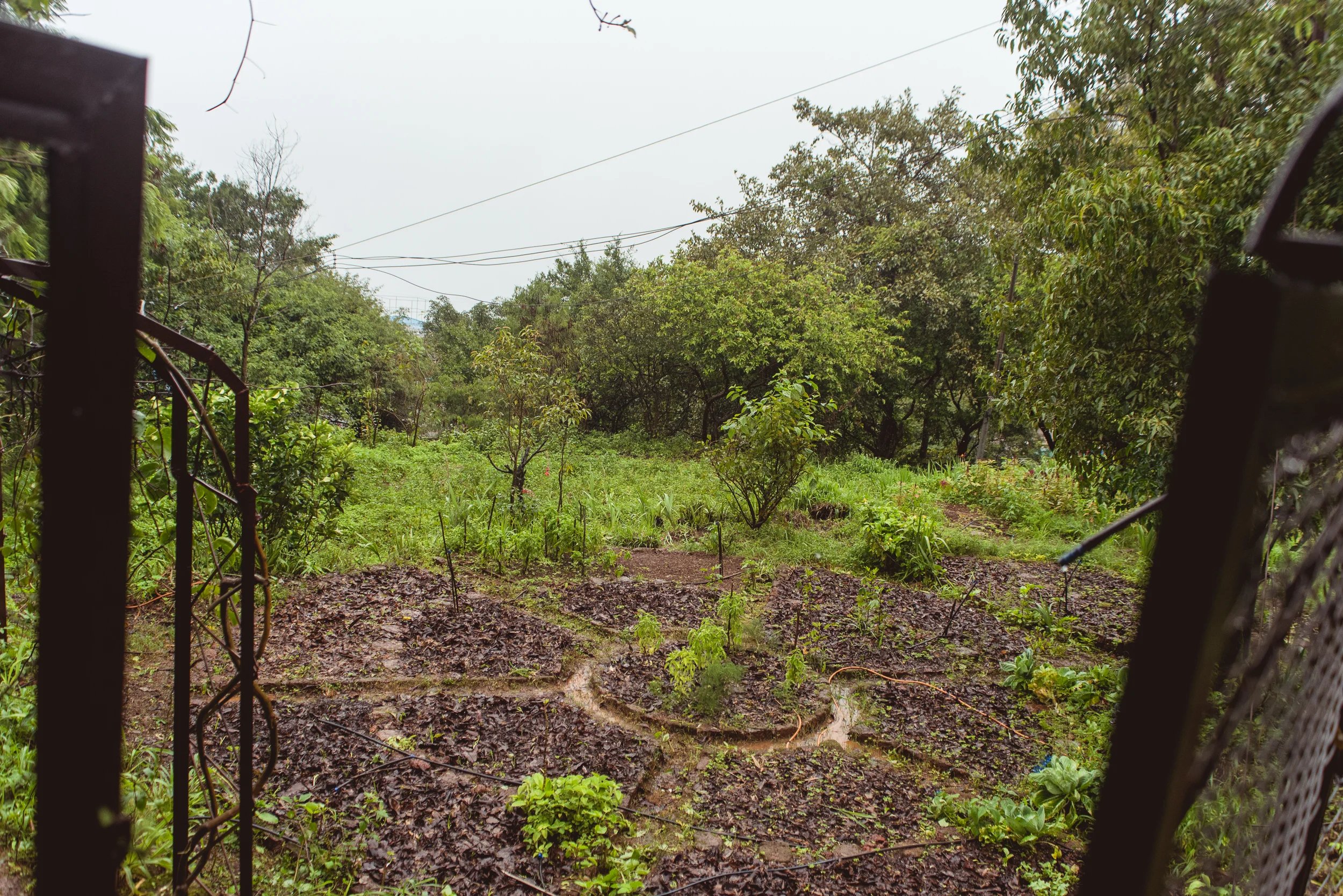 Photograph- Streamers-0849.jpg