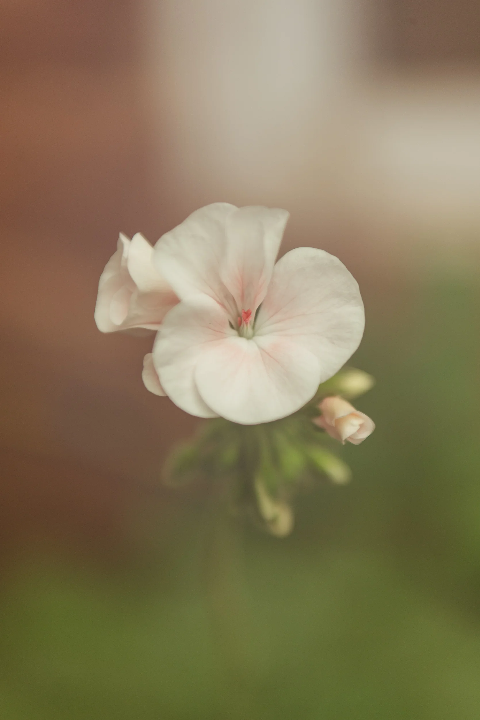 Photograph- Streamers-0814.jpg