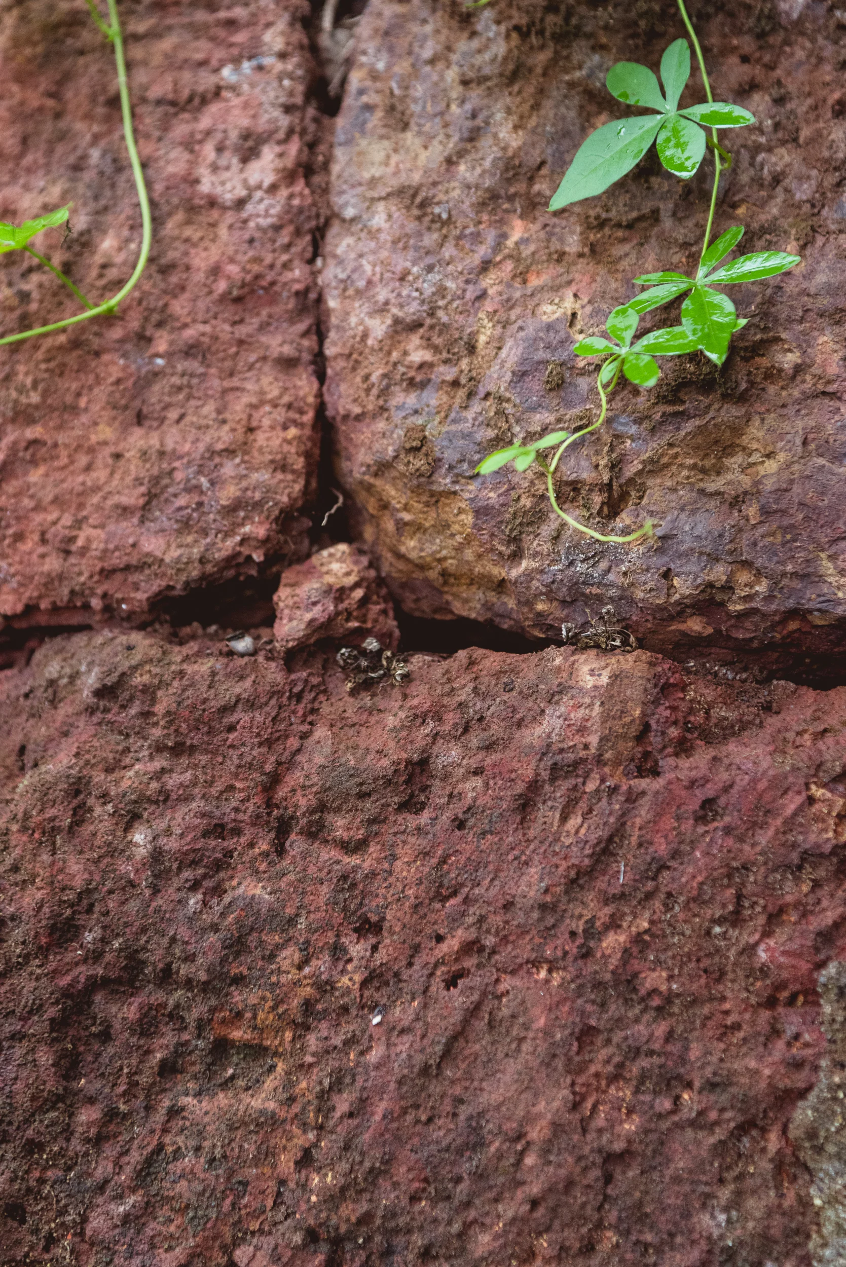 Photograph- Streamers-0847.jpg