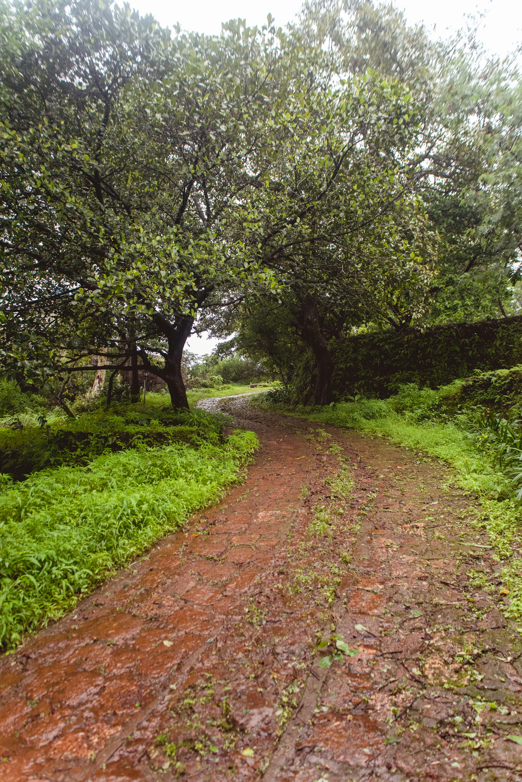 Photograph- Streamers-0869.jpg