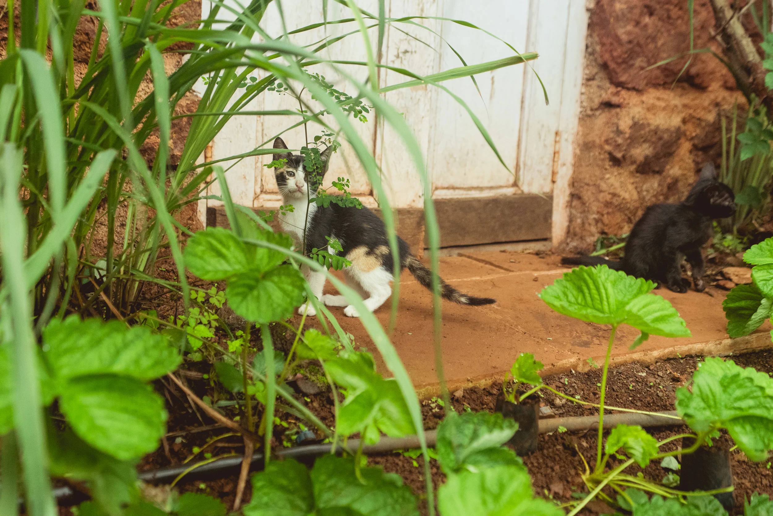 Photograph- Streamers-0669.jpg