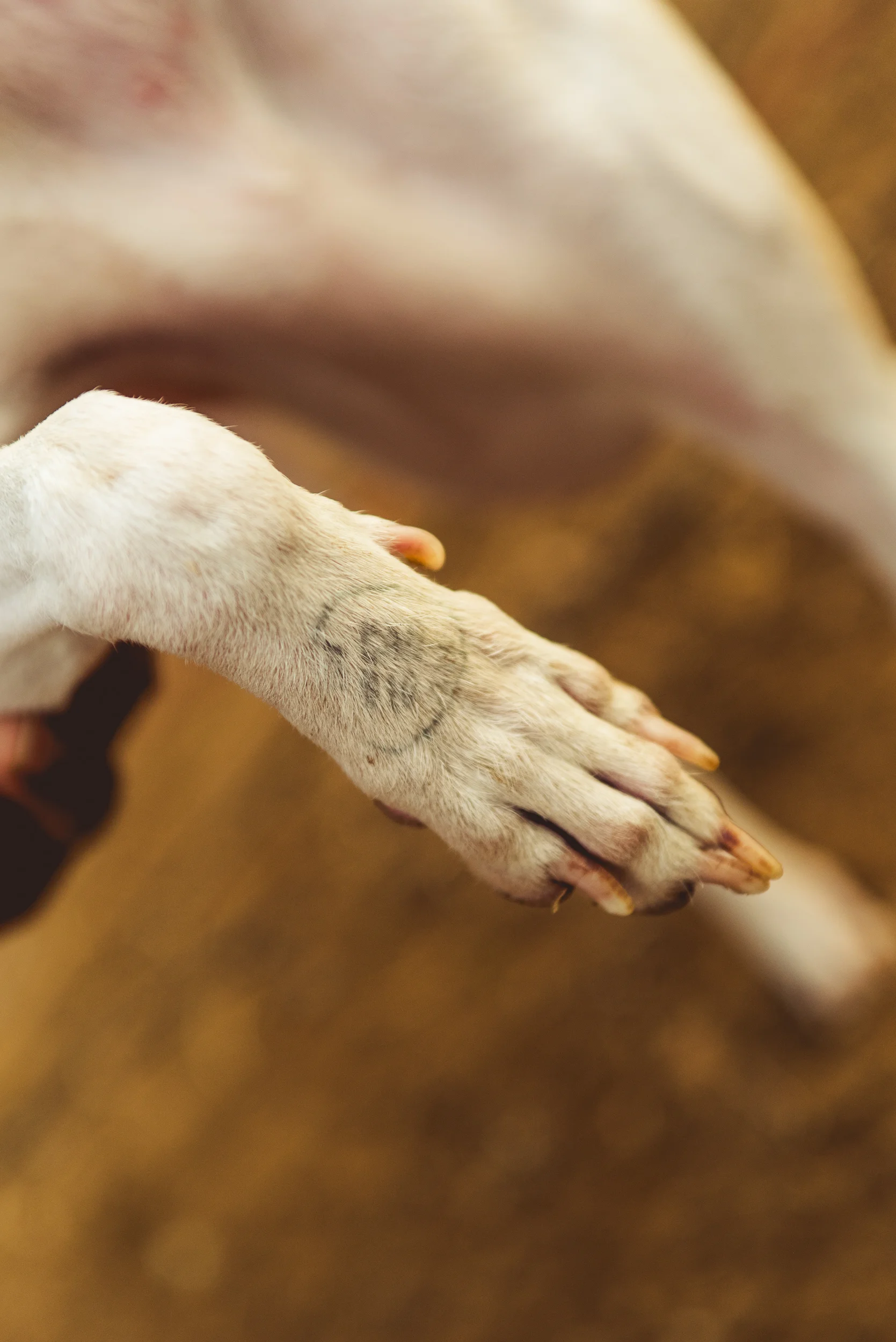 Photo - Prashin Jagger - CAD 10-30.jpg