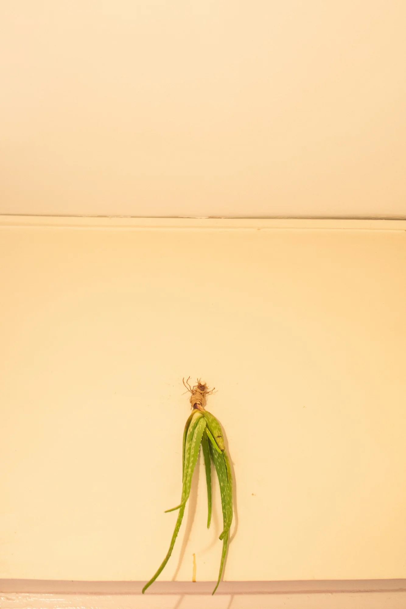 Low Res Prashin Jagger(0007).jpg