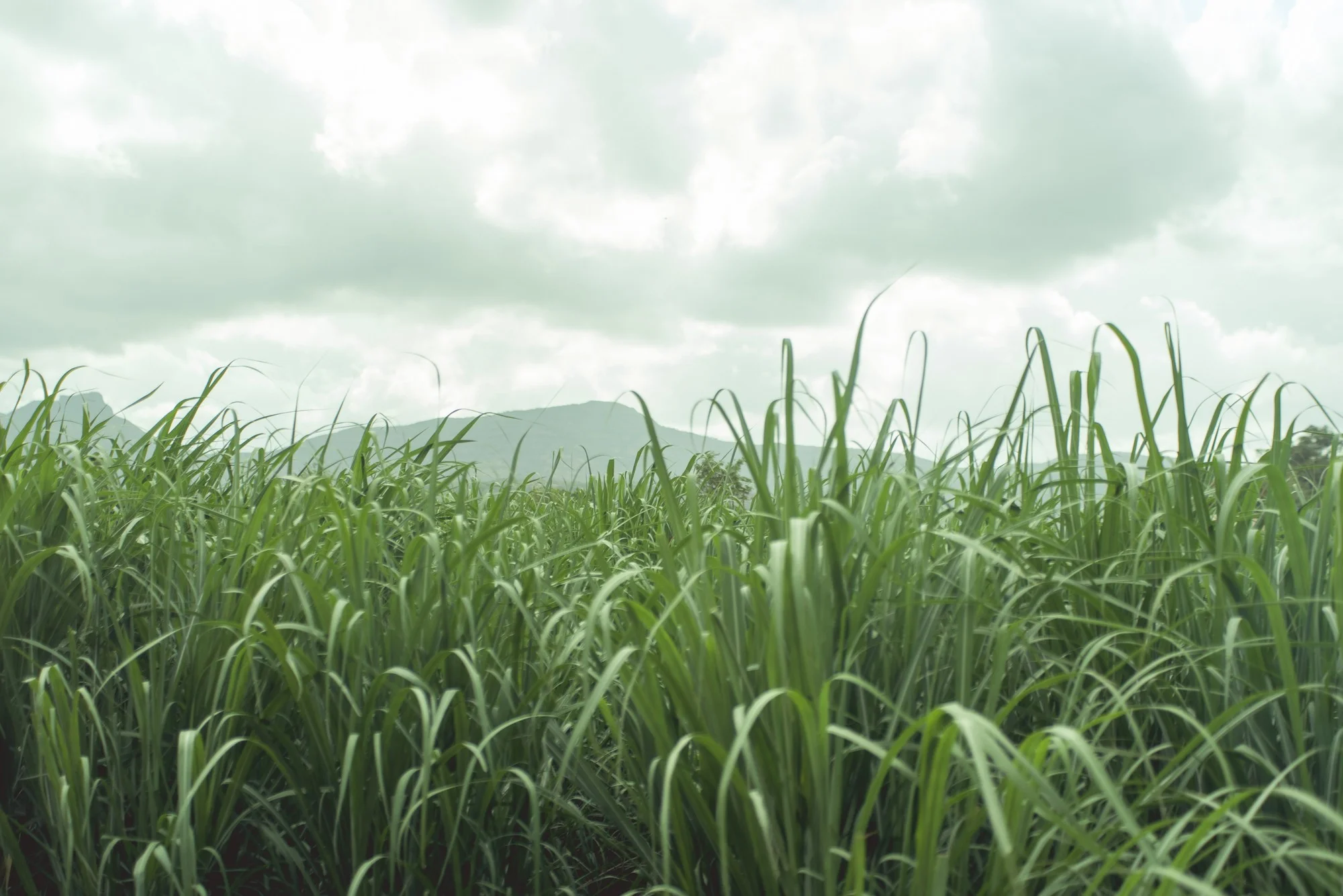 Low Res Prashin Jagger(0039).jpg