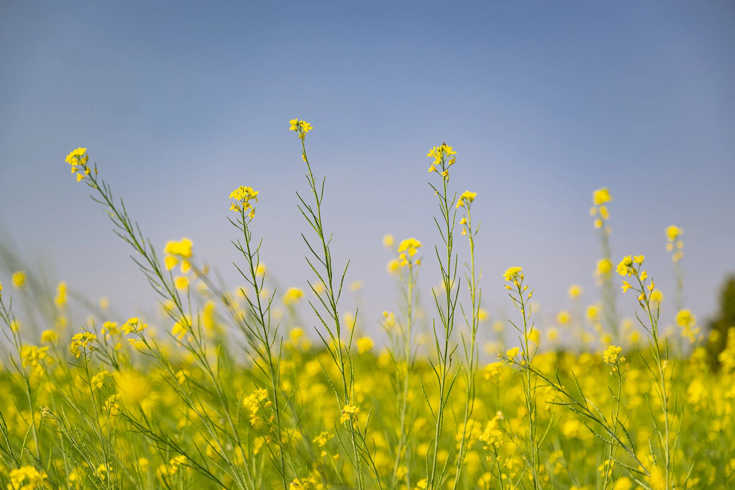 Photo by Prashin Jagger-2089.jpg