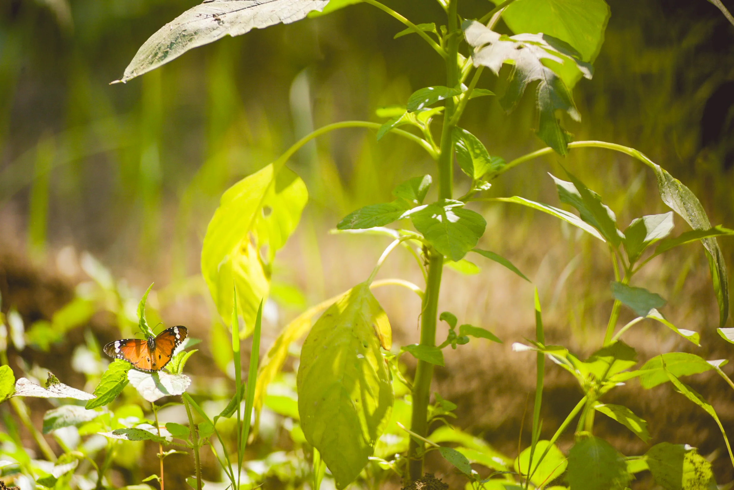 Photo - Prashin Jagger -1172.jpg