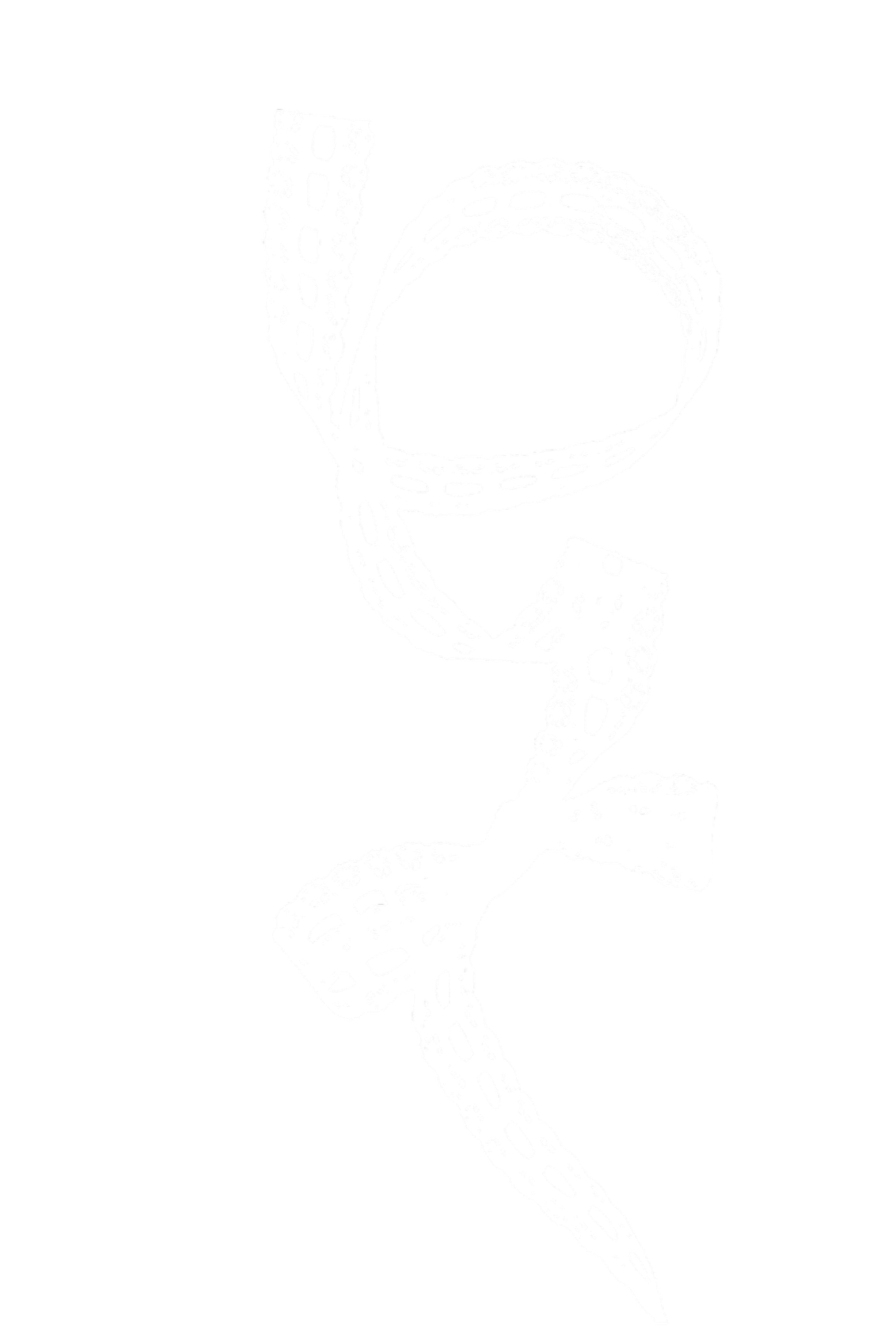 A digital drawing of a caduceus symbol, featuring a staff with two serpents intertwined around it, against a black background.