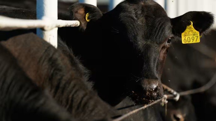 The Great Beef Bailout of '26: A Ranchers' Lament