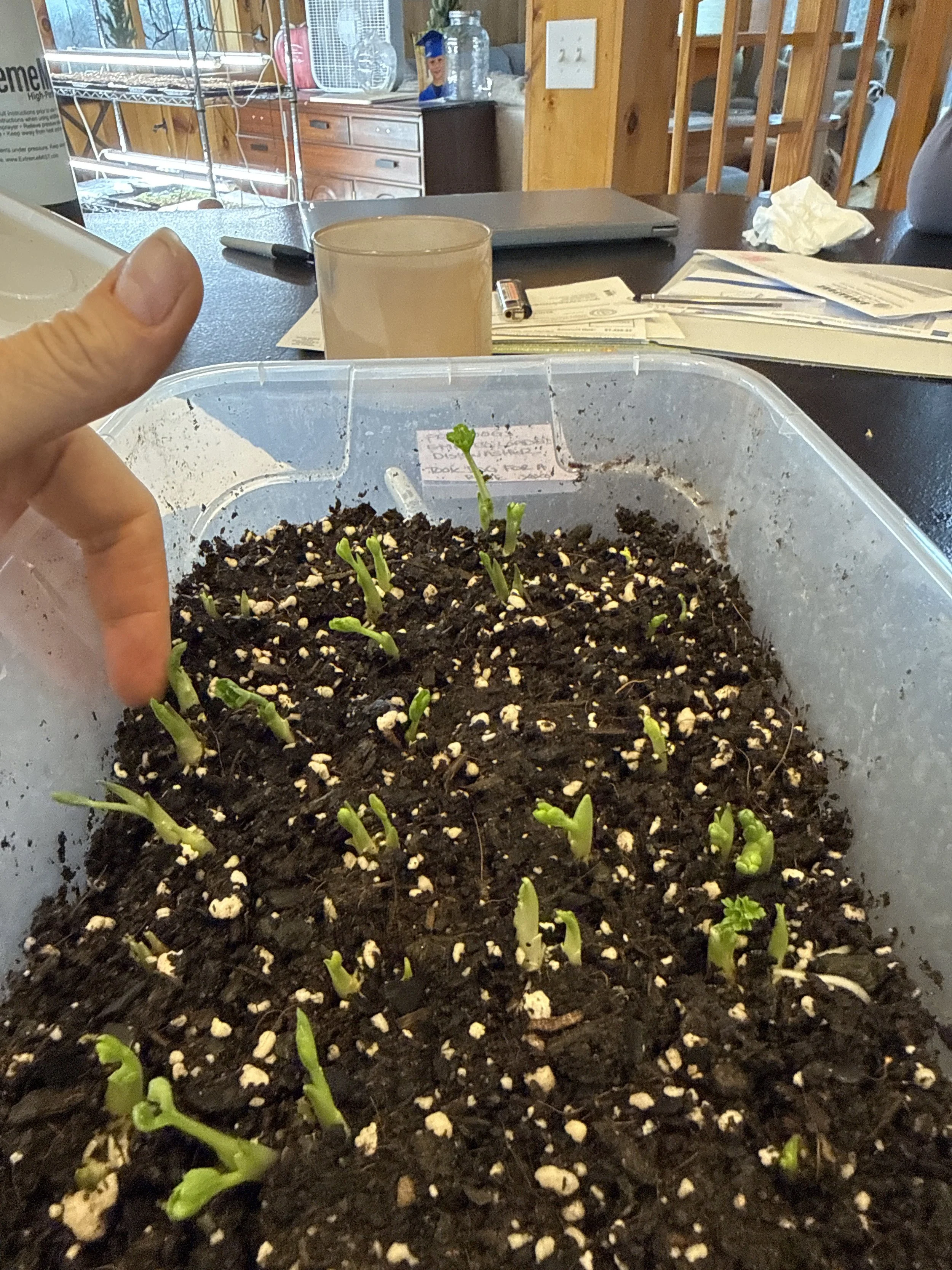 Growing baby Ranunculous!