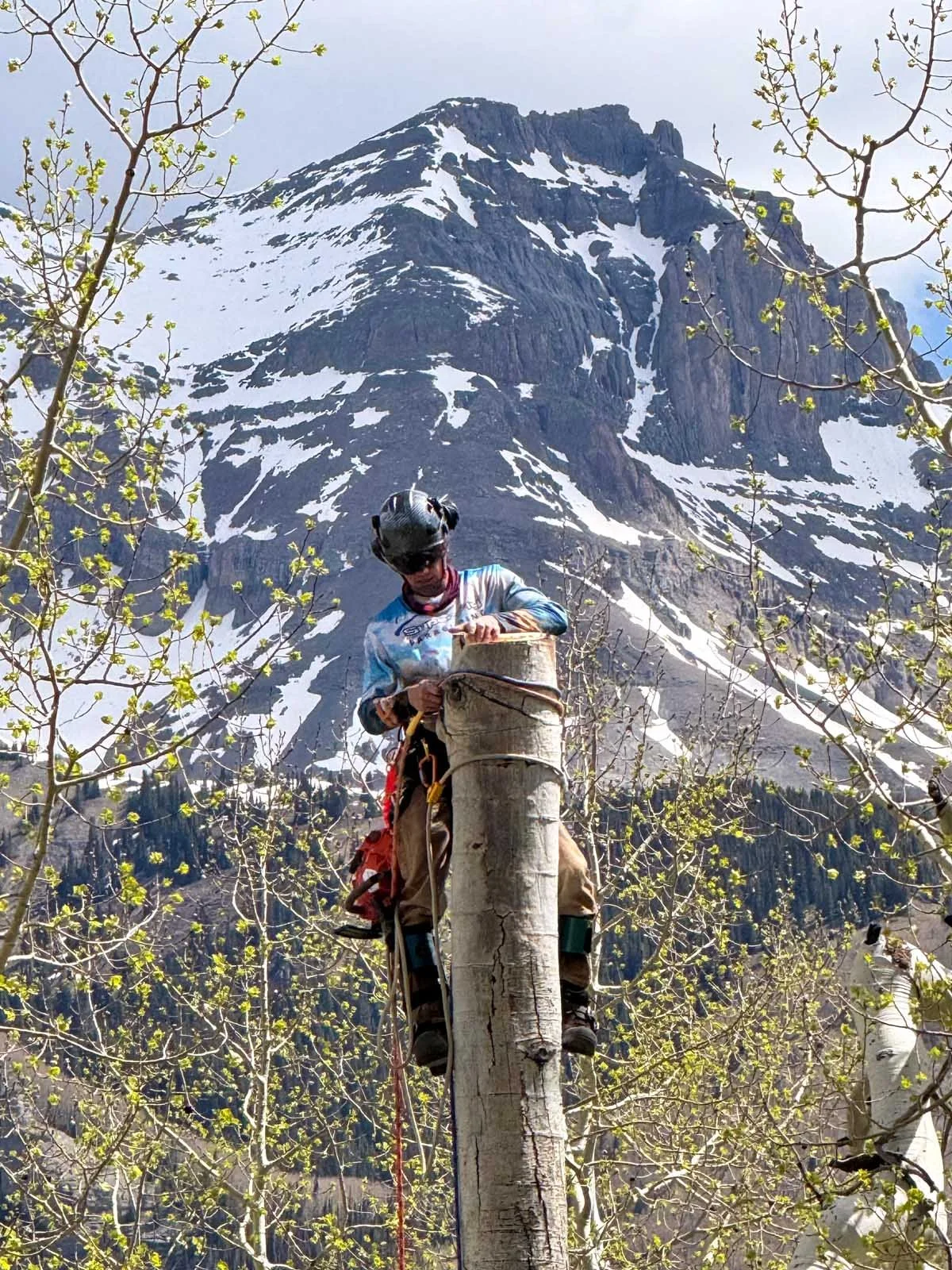 tree climber in front of mountain in telluride, colorado