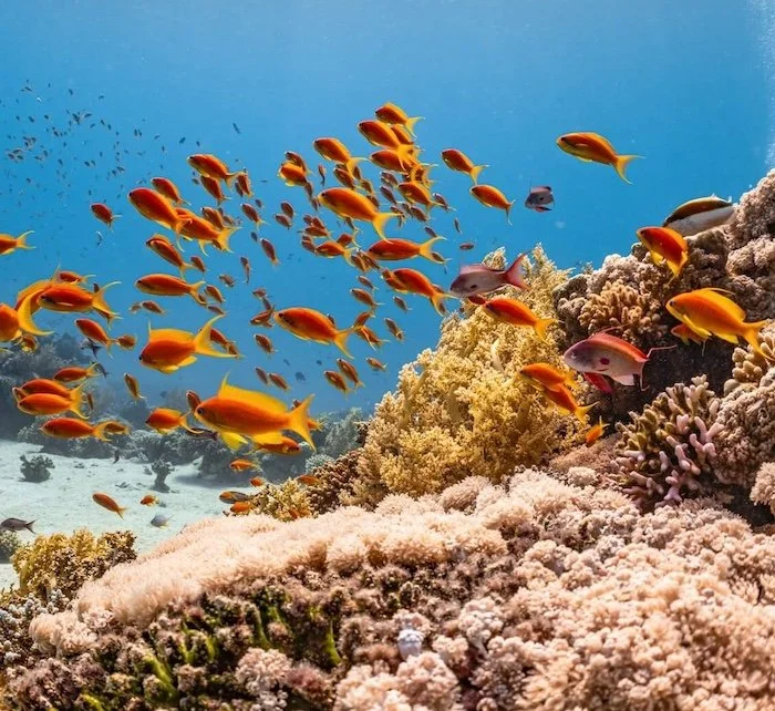 coral reef and school of fish
