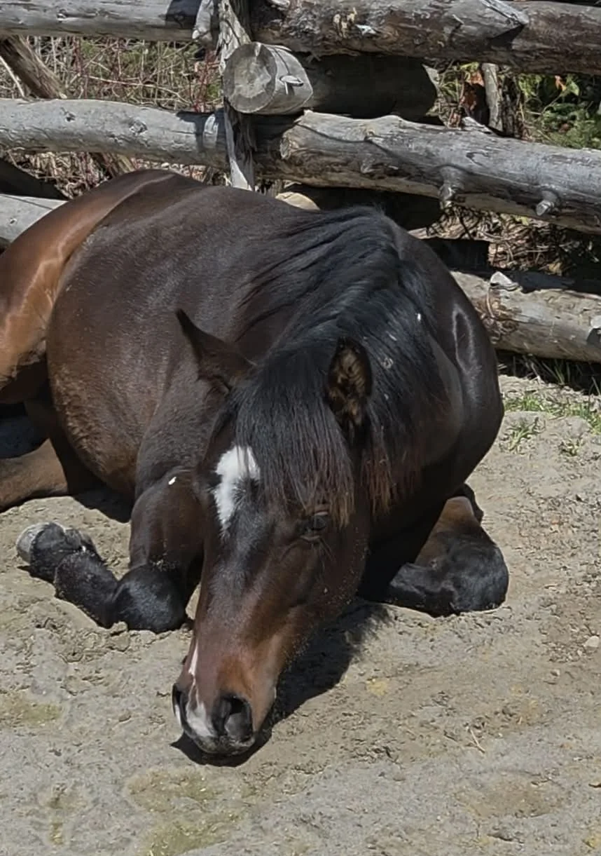 A bay horse with a white star on its forehead is lying down on the dirt ground near a wooden fence made of logs.