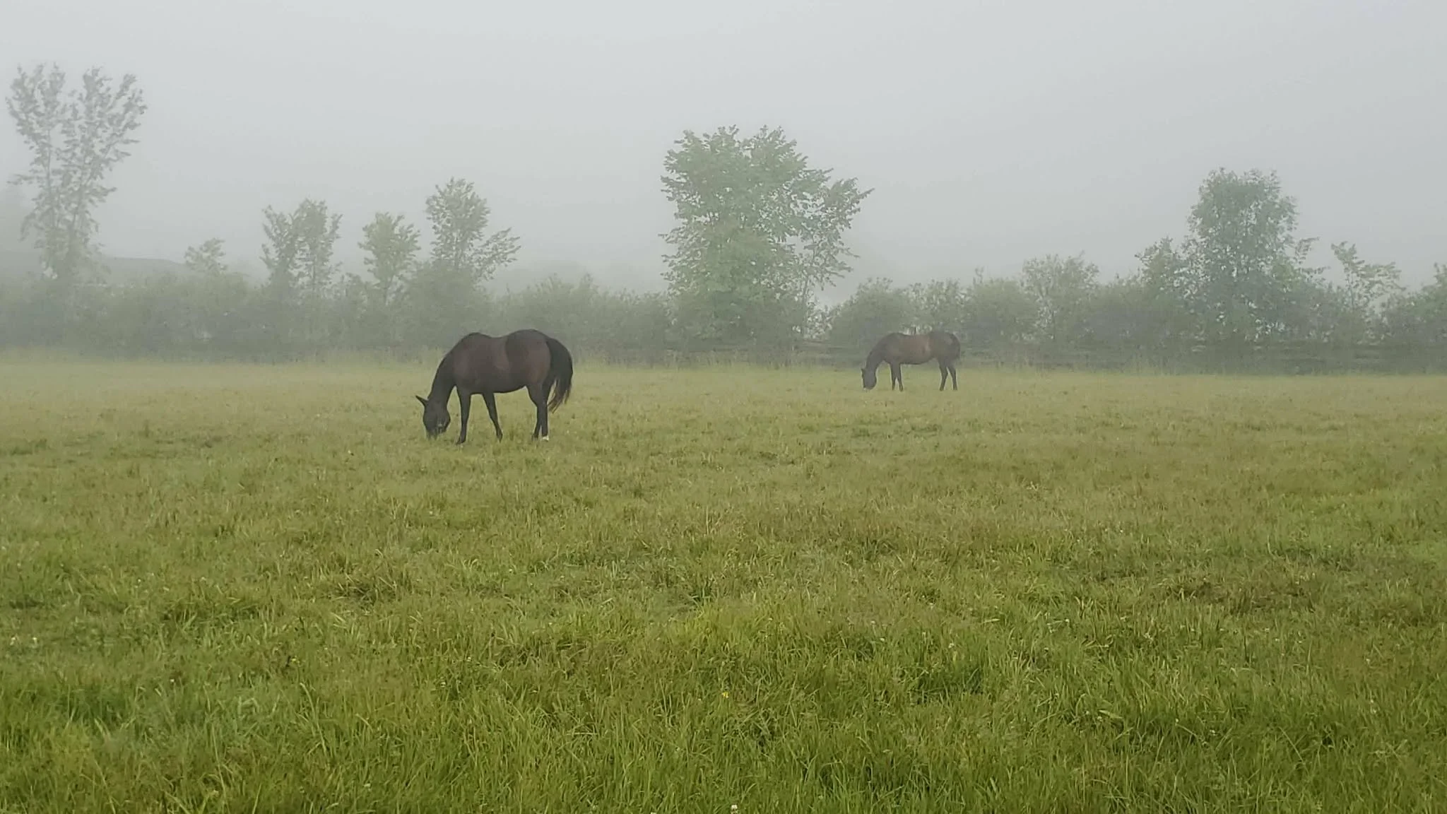 Two horses grazing on a grassy field with foggy trees in the background.