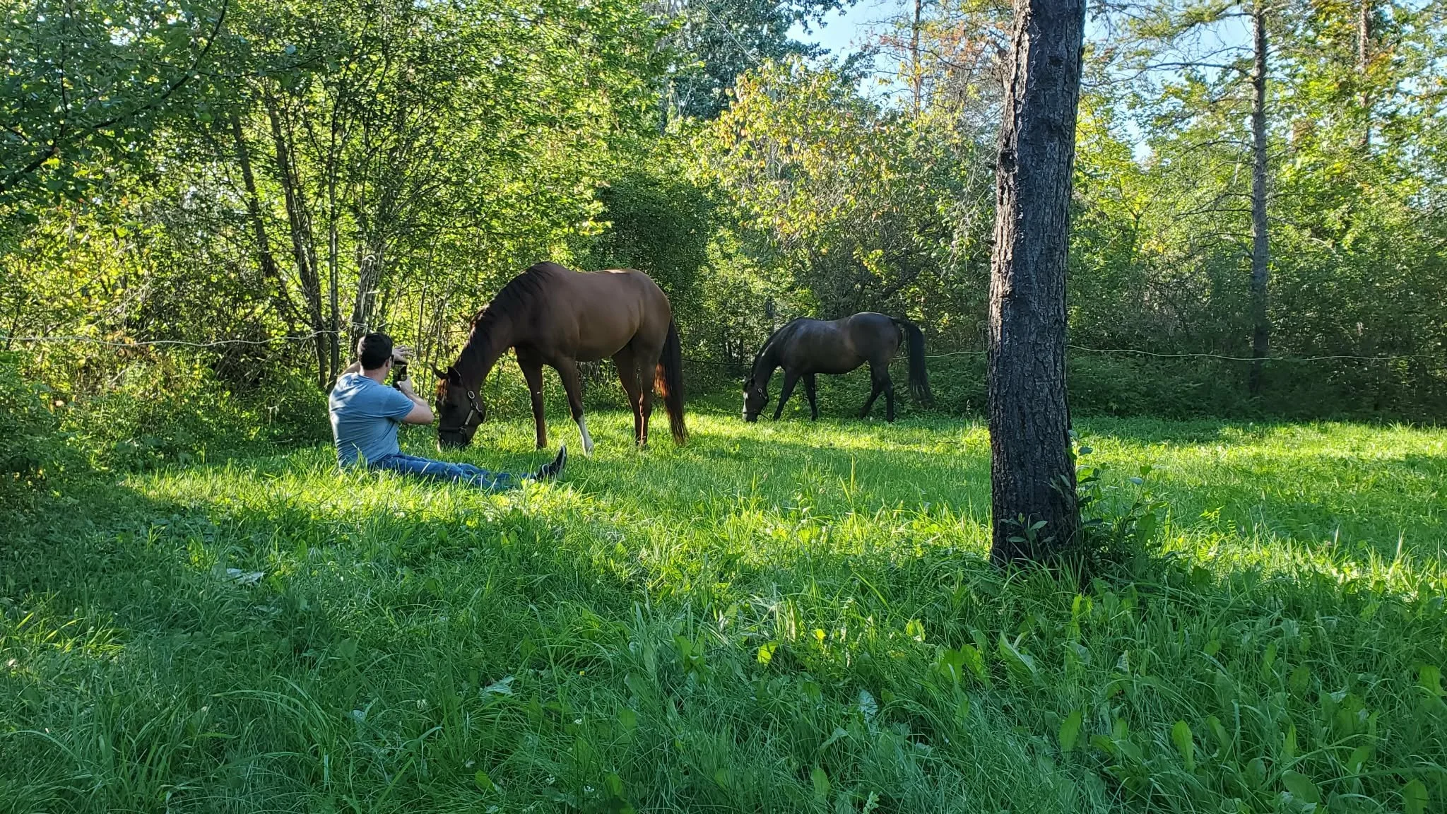A person sitting on grass taking photos of two horses in a wooded area with green leaves and tall trees.