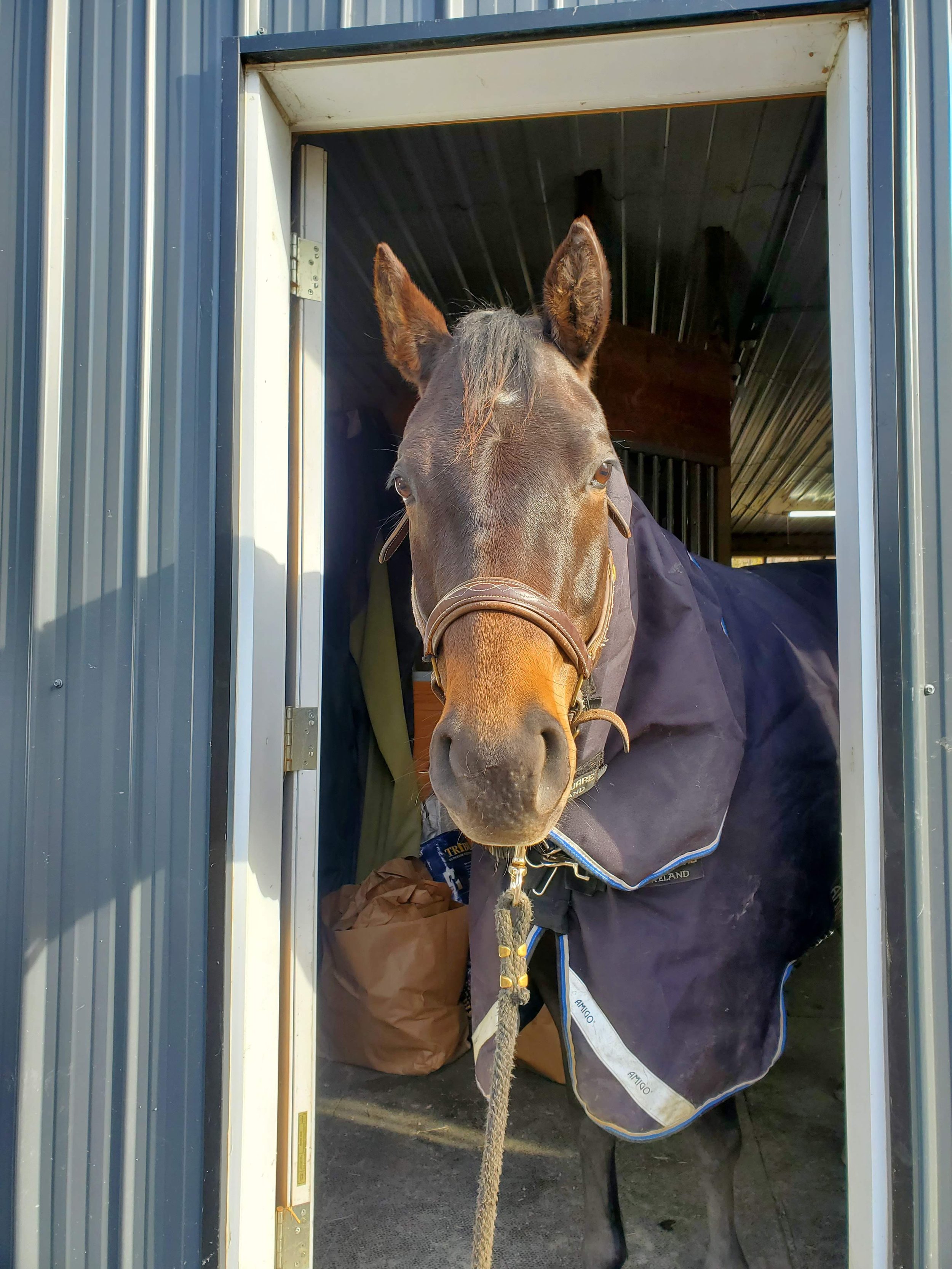 A brown horse with a bridle and blanket standing in a doorway of a metal stable.