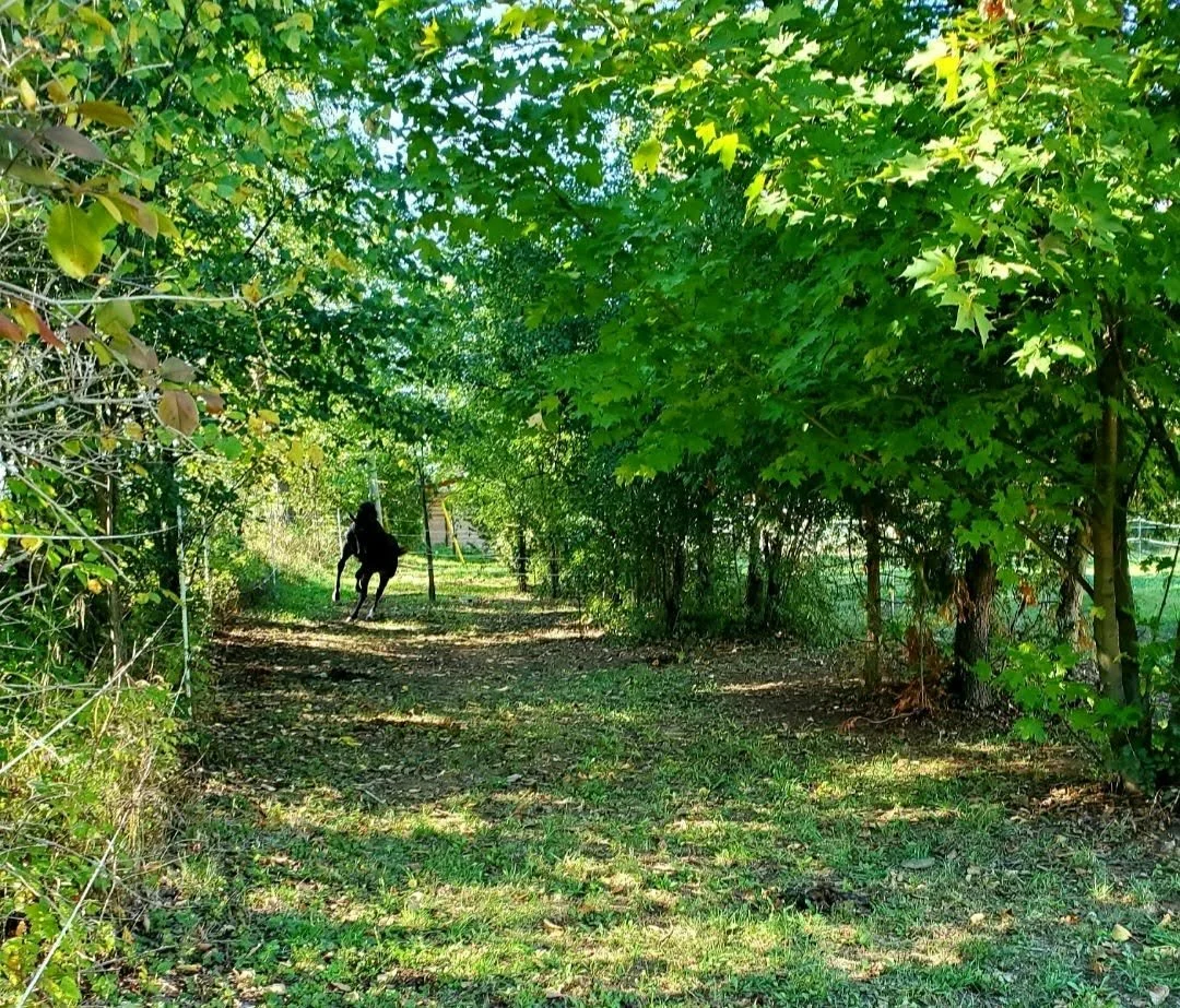 A horse running on a wooded trail with green trees and shrubs on both sides.