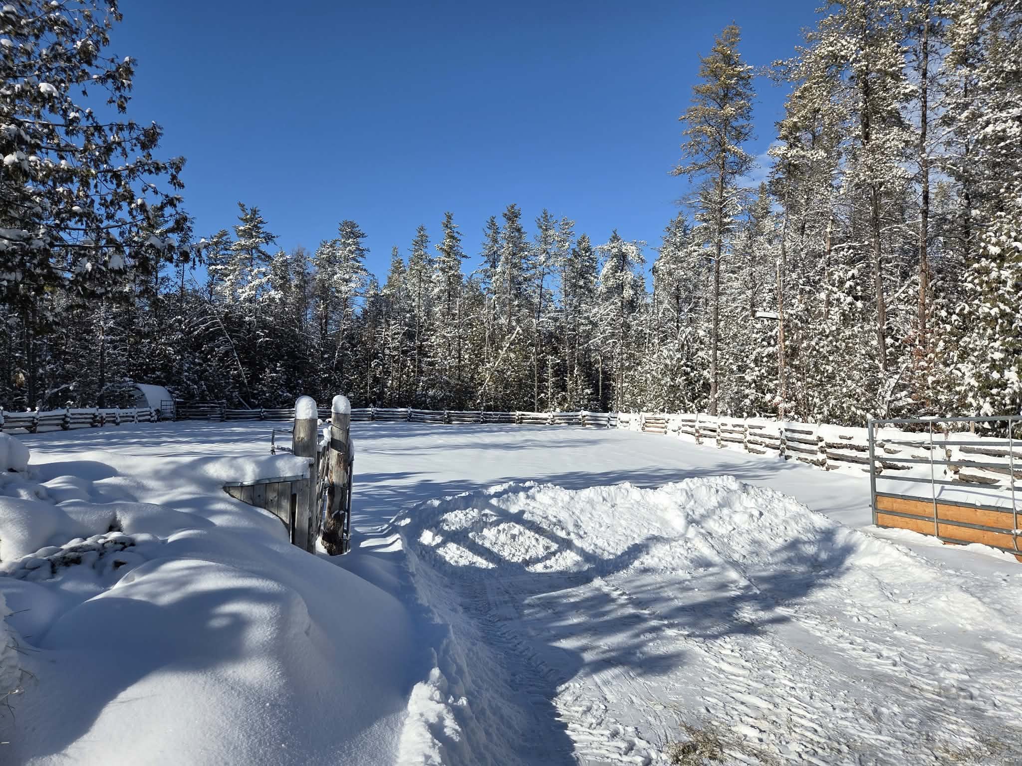 A scene of freshly-fallen snow on an open space with tall pines and a log fence.