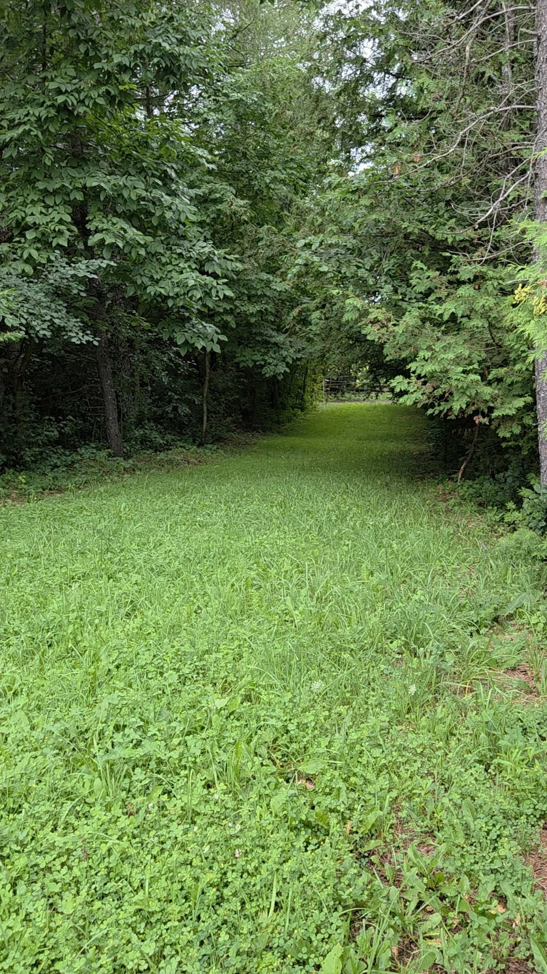 A grassy pathway lined with dense green trees on either side, creating a shaded trail in a wooded area.