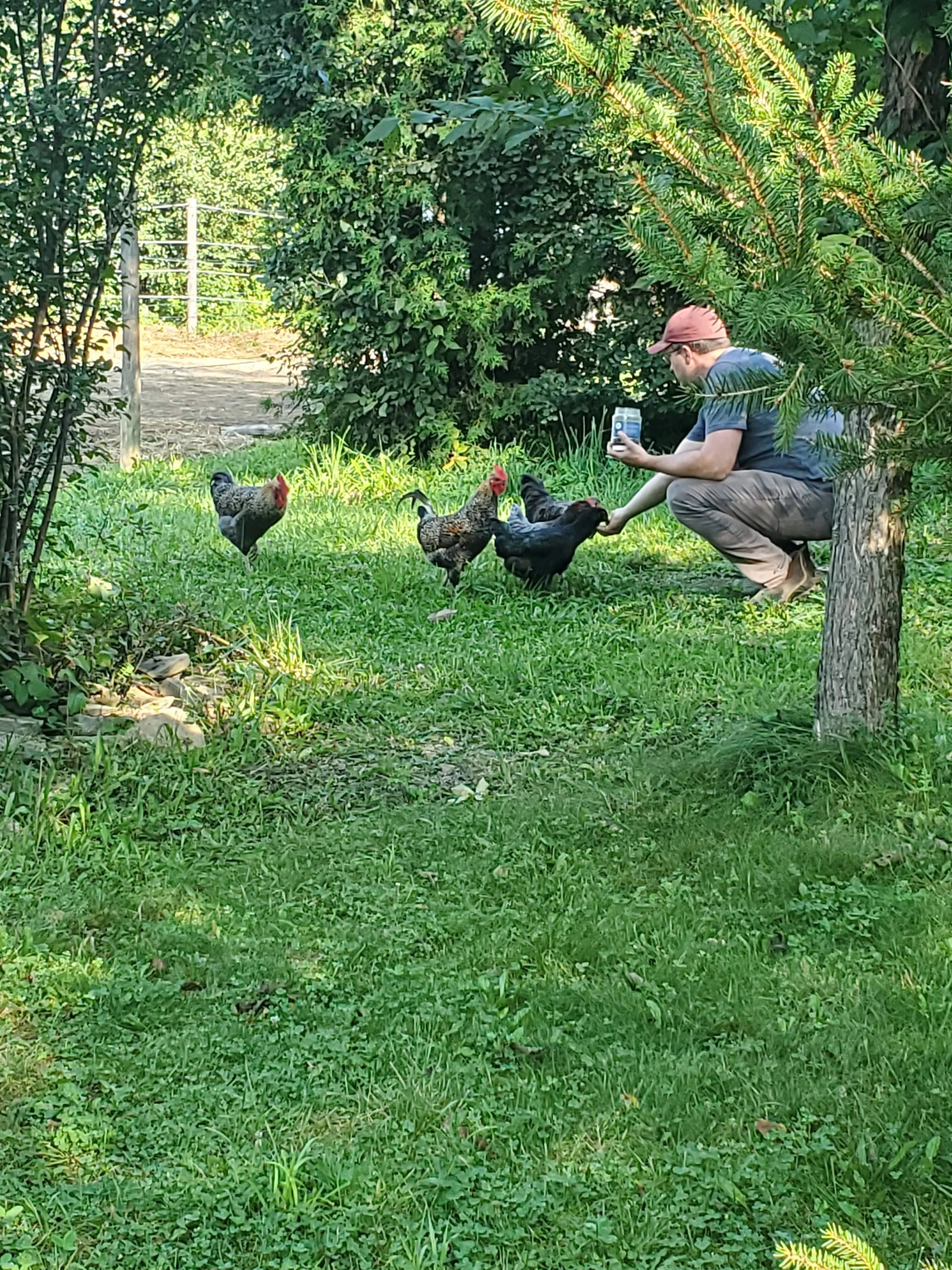 A man crouching on the grass taking a picture of three chickens with a smartphone, surrounded by green trees and bushes.