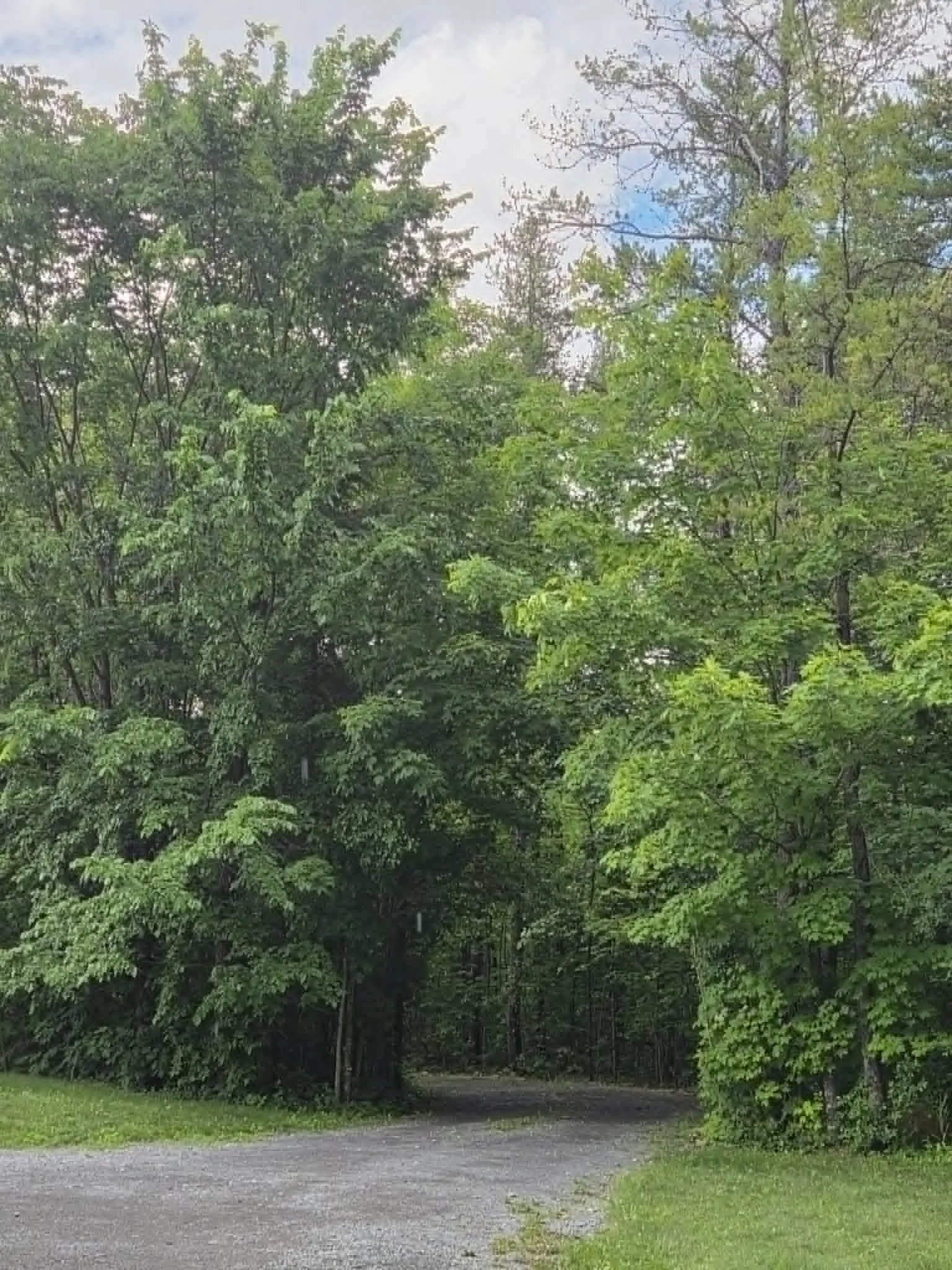 A laneway curving under tall trees.