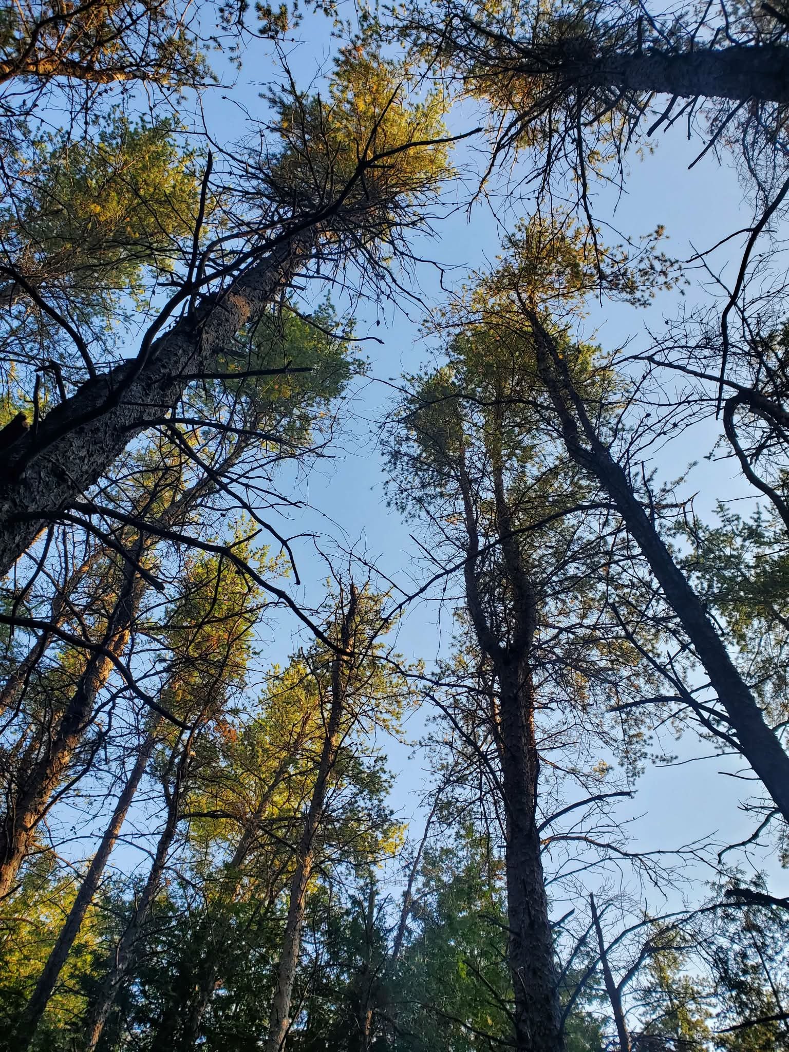 Looking up at tall trees with green and yellow leaves and a clear blue sky.