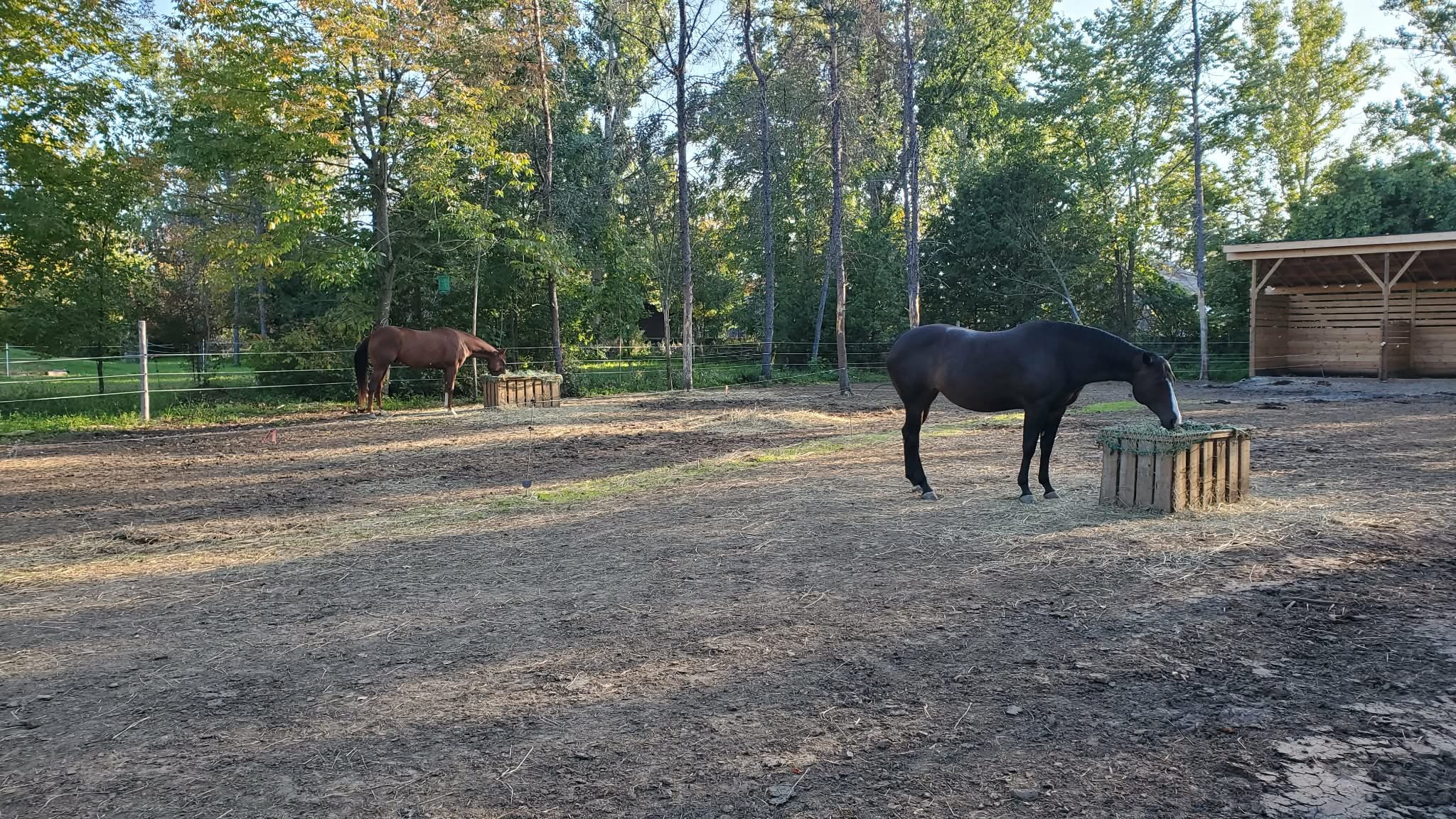 Two horses calmly eating from wooden boxes in a paddock surrounded by trees.