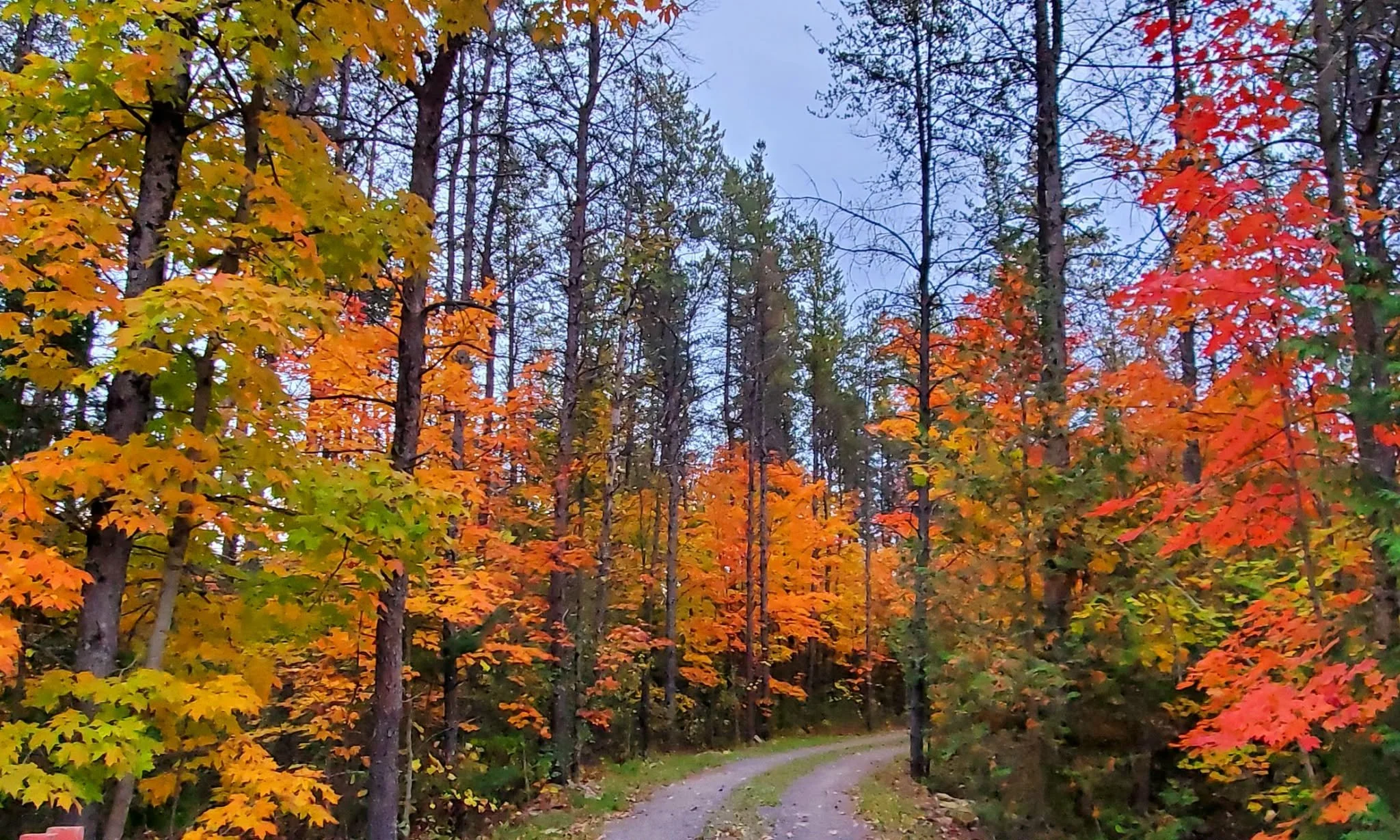 A forest trail surrounded by trees with vibrant fall foliage in shades of yellow, orange, and red, with a dirt path leading through the woods and a cloudy sky overhead.