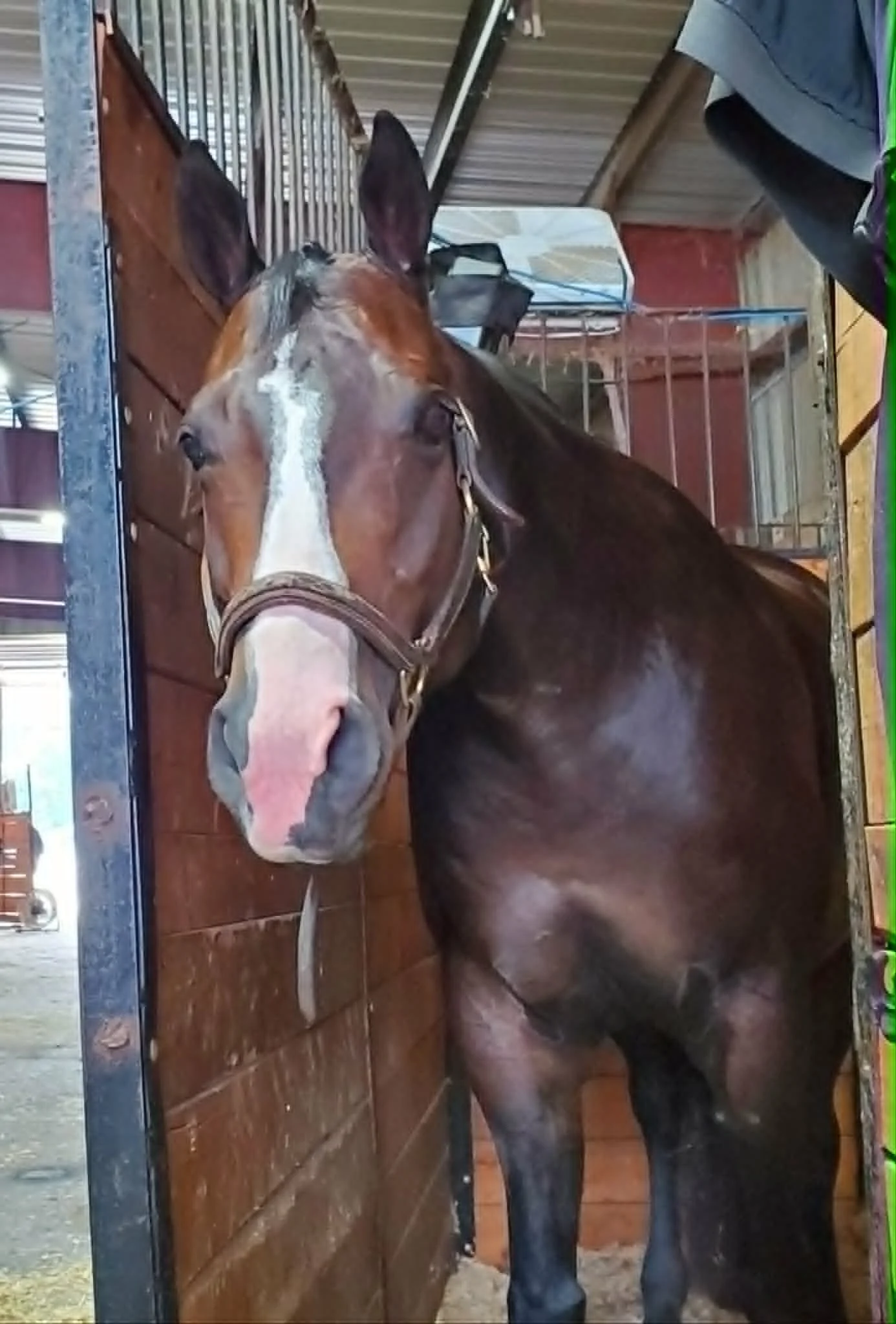 A brown horse with a white stripe on its face is standing inside a wooden stable. The horse is wearing a brown halter and appears to be looking forward.